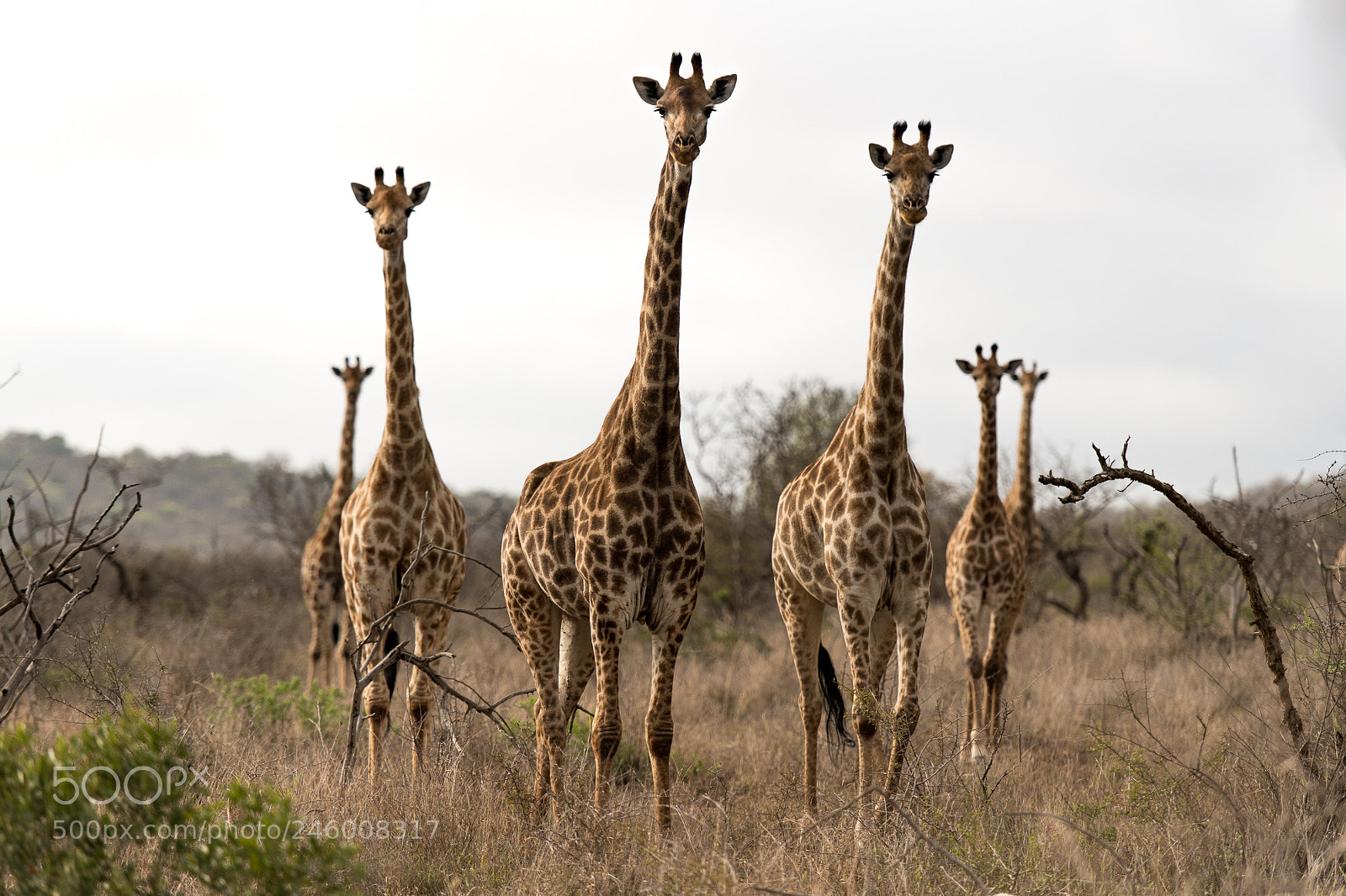 Nikon D850 sample photo. Giraffes photography
