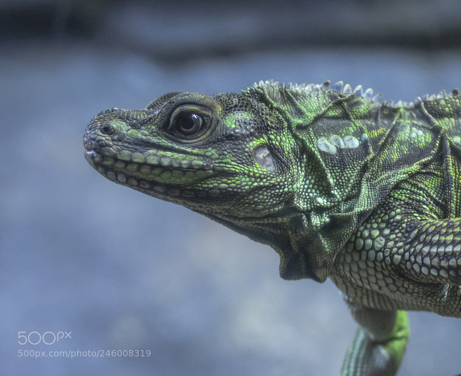 Nikon D7100 sample photo. Iguana photography