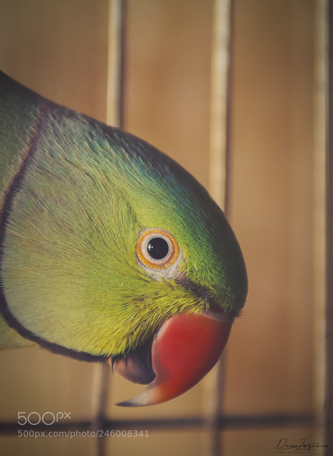 Nikon D7100 sample photo. Parrot photography