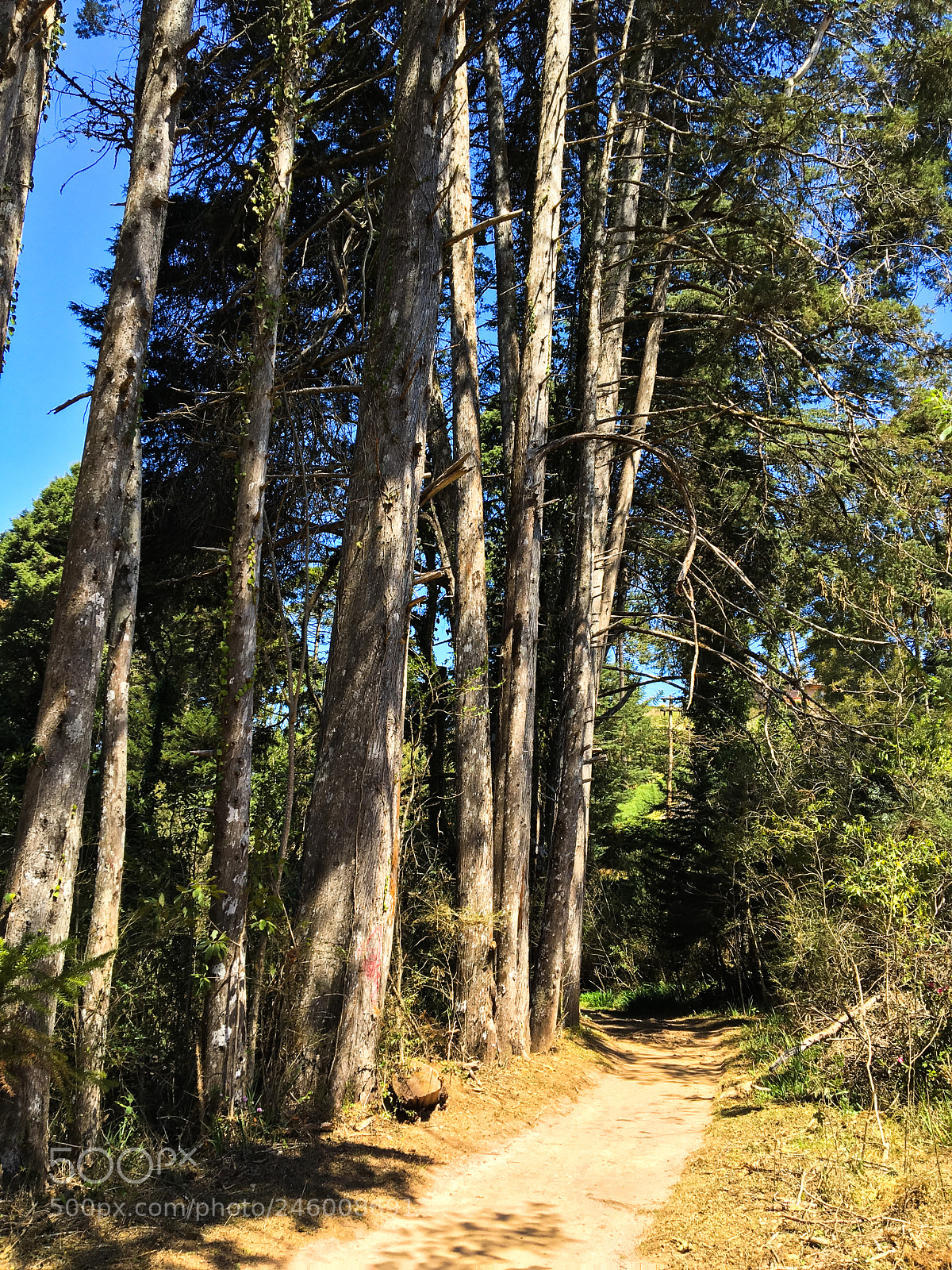 Apple iPhone 6s sample photo. Trees that cover the photography