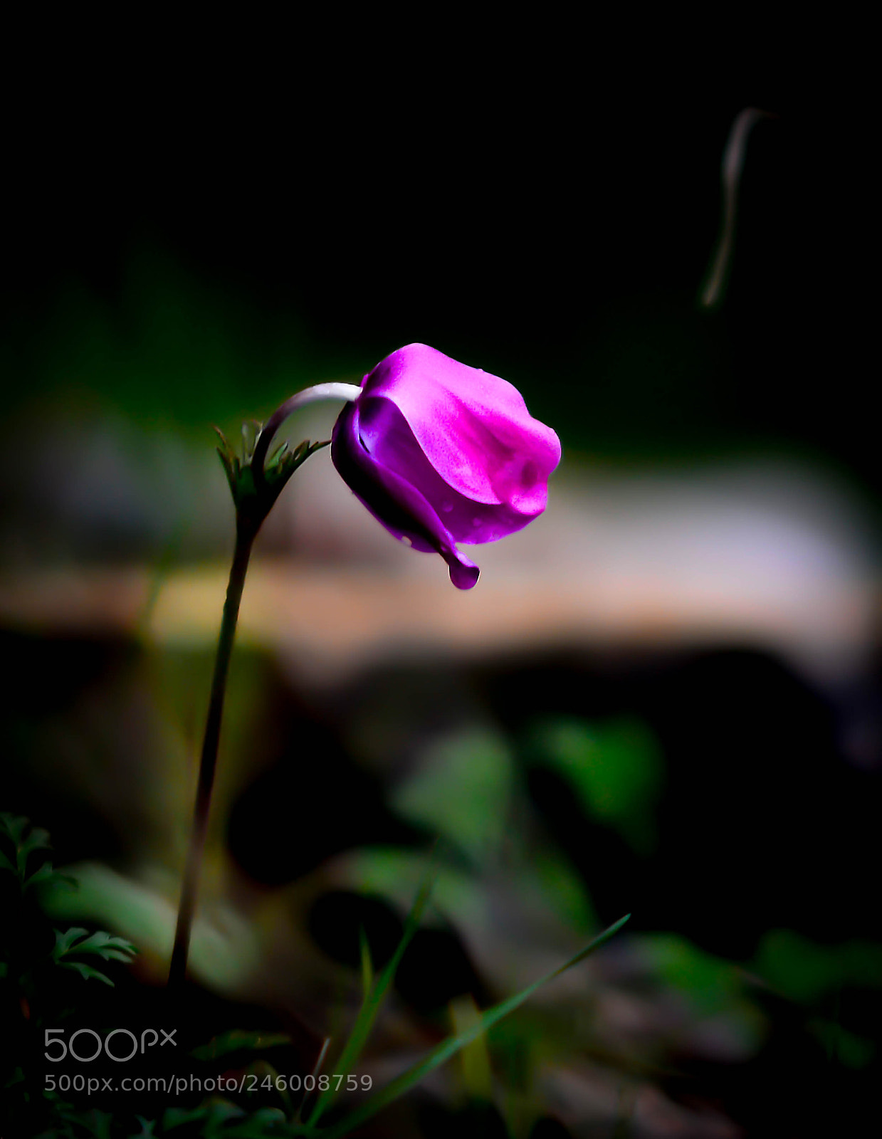 Nikon D800 sample photo. Lonely flower photography