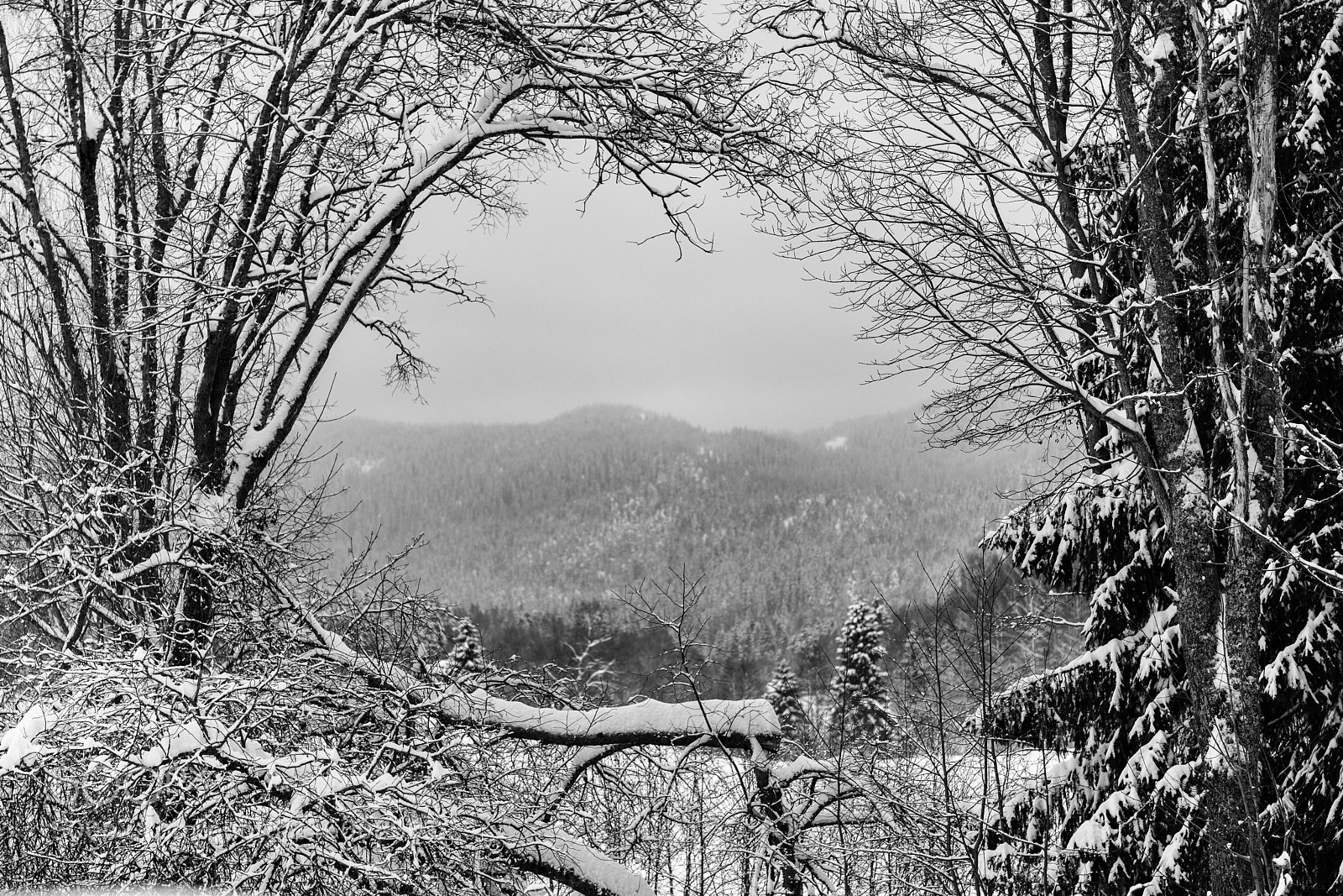 Nikon D850 sample photo. Natural frame photography