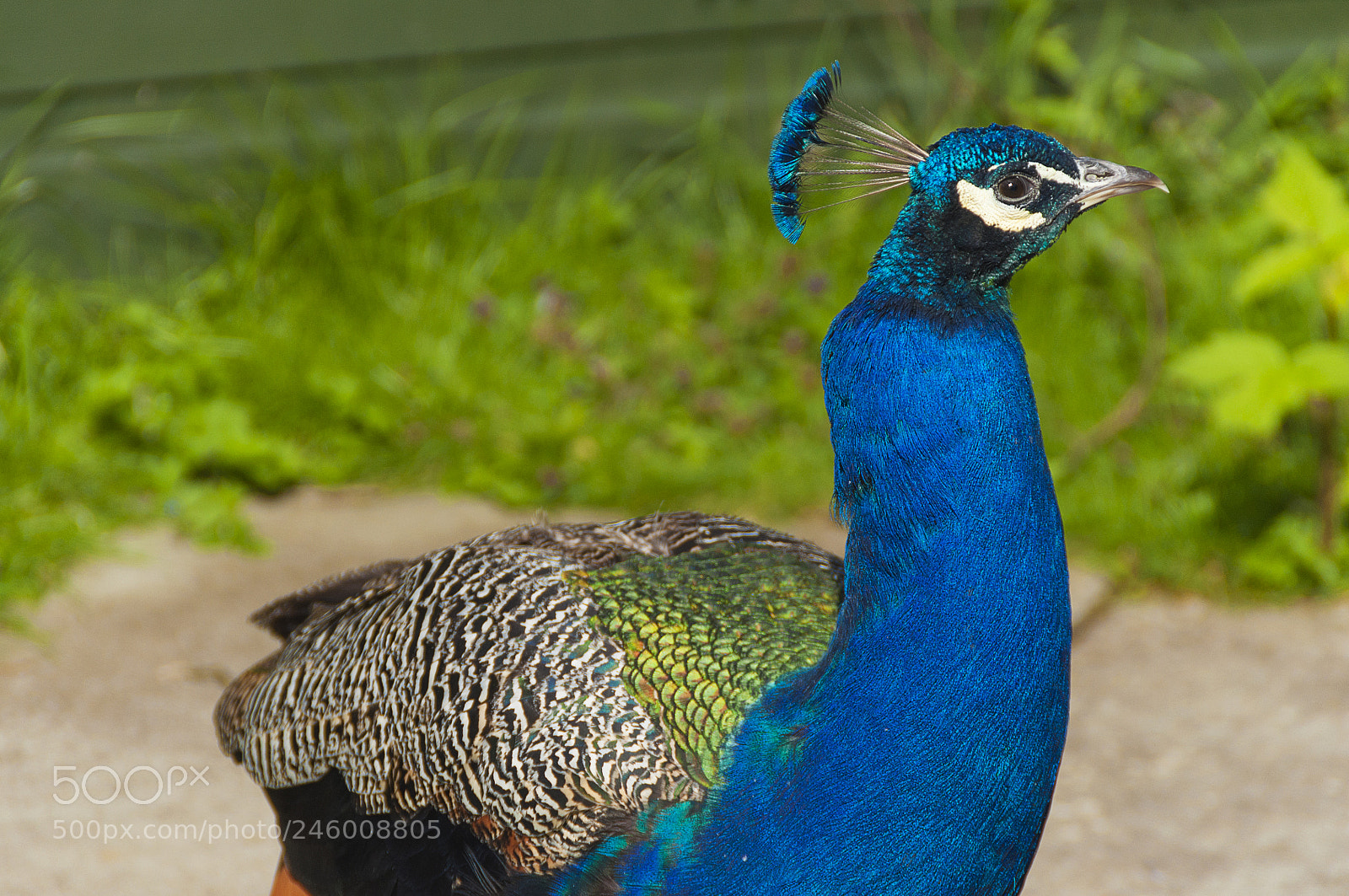 Nikon D5000 sample photo. Blue feathers photography