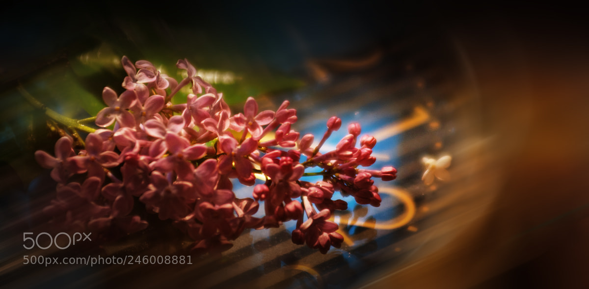 Pentax K-7 sample photo. ...spring is inevitable.. photography
