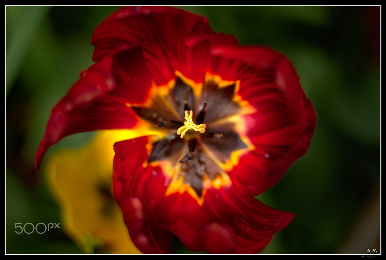 Nikon D5100 + Nikon AF-S Nikkor 50mm F1.8G sample photo. Tulipán photography