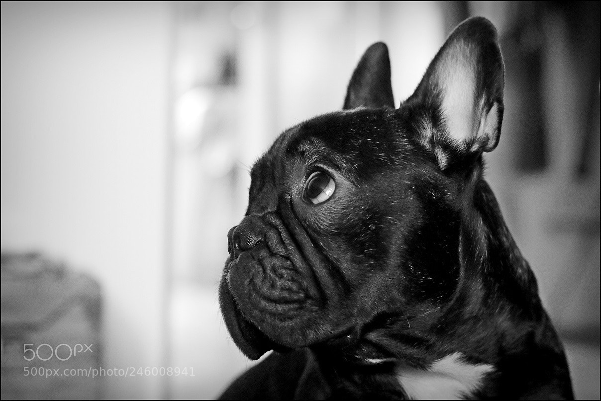 Canon EOS 7D Mark II sample photo. Paco photography
