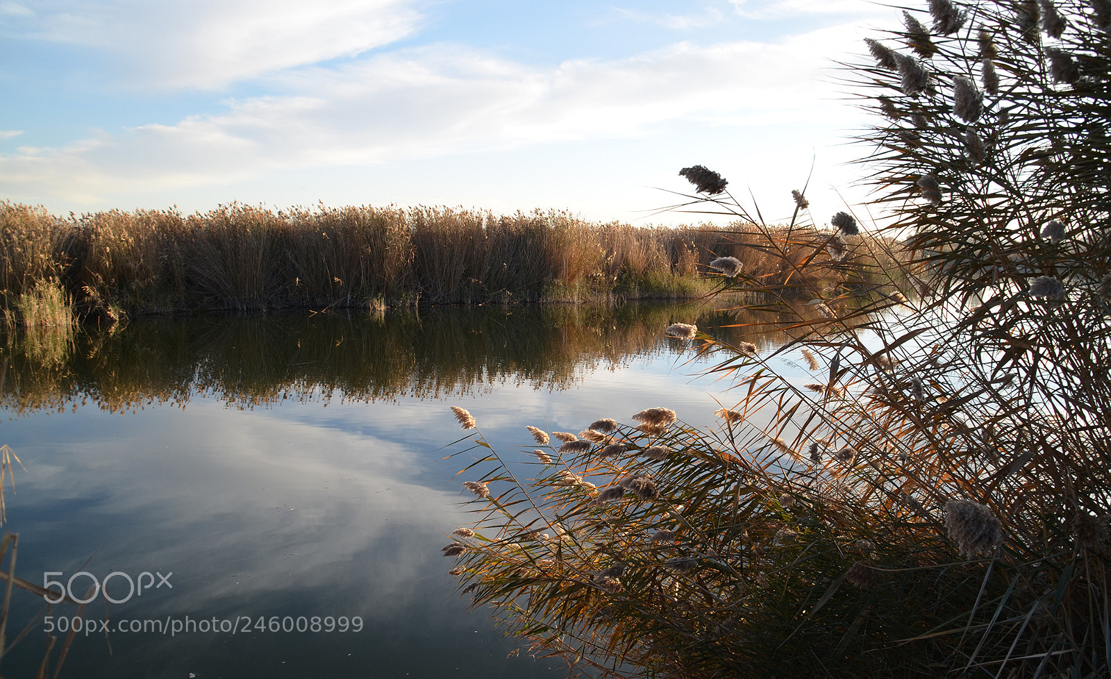 Nikon D5100 sample photo. Reeds photography