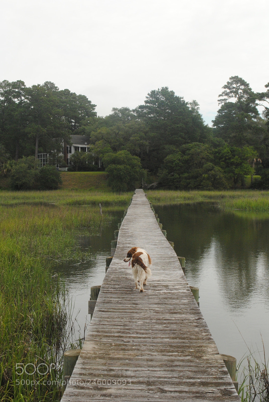 Nikon D3000 sample photo. Dock walk photography