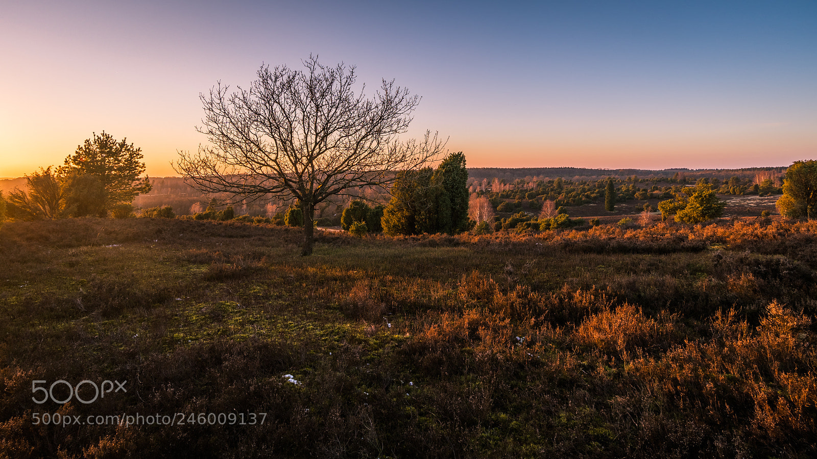 Sony a6300 sample photo. Lüneburger heide photography