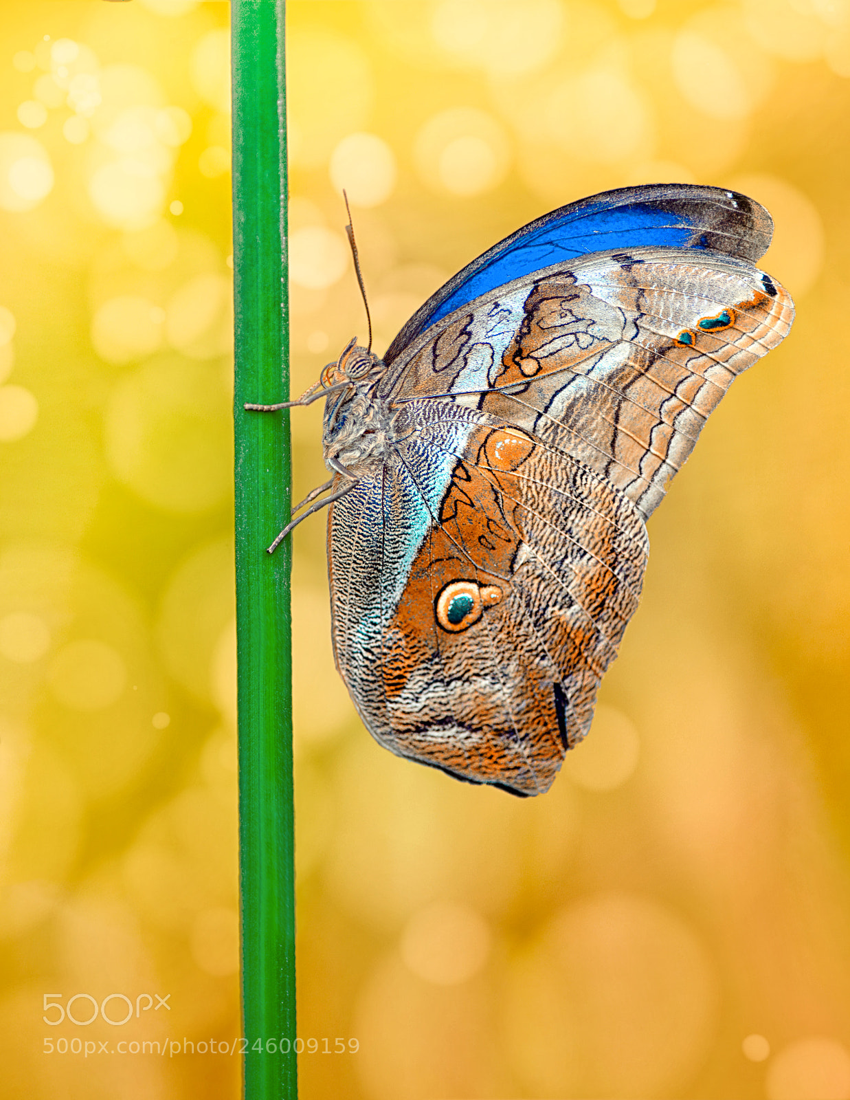 Nikon D7100 sample photo. Owl butterfly caligo photography