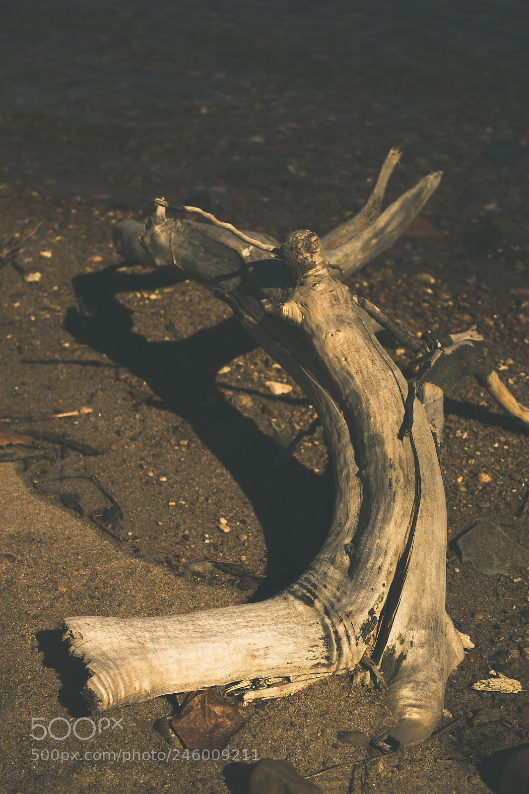 Canon EOS 1100D (EOS Rebel T3 / EOS Kiss X50) sample photo. Driftwood photography