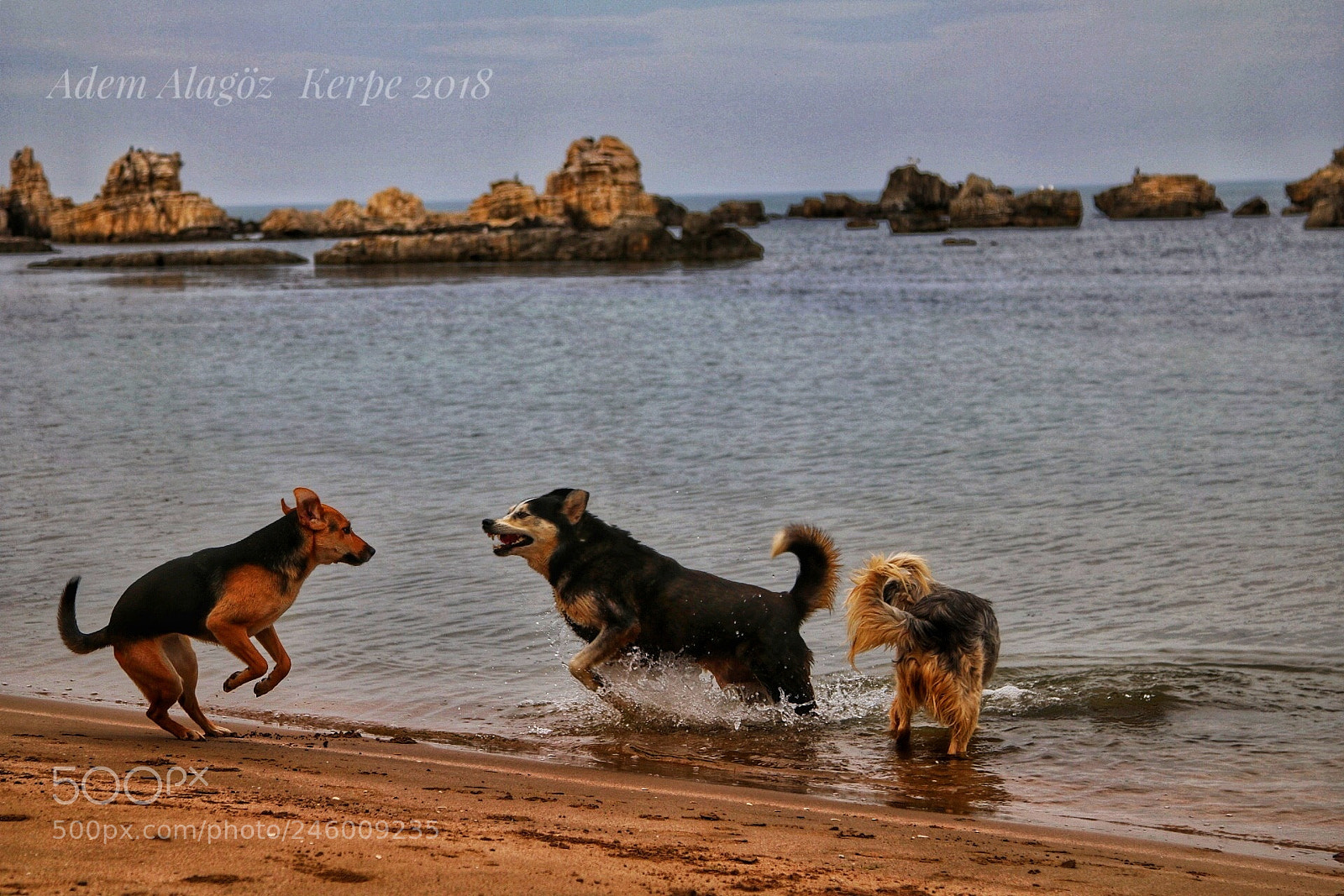 Canon EOS 750D (EOS Rebel T6i / EOS Kiss X8i) sample photo. Dogs photography