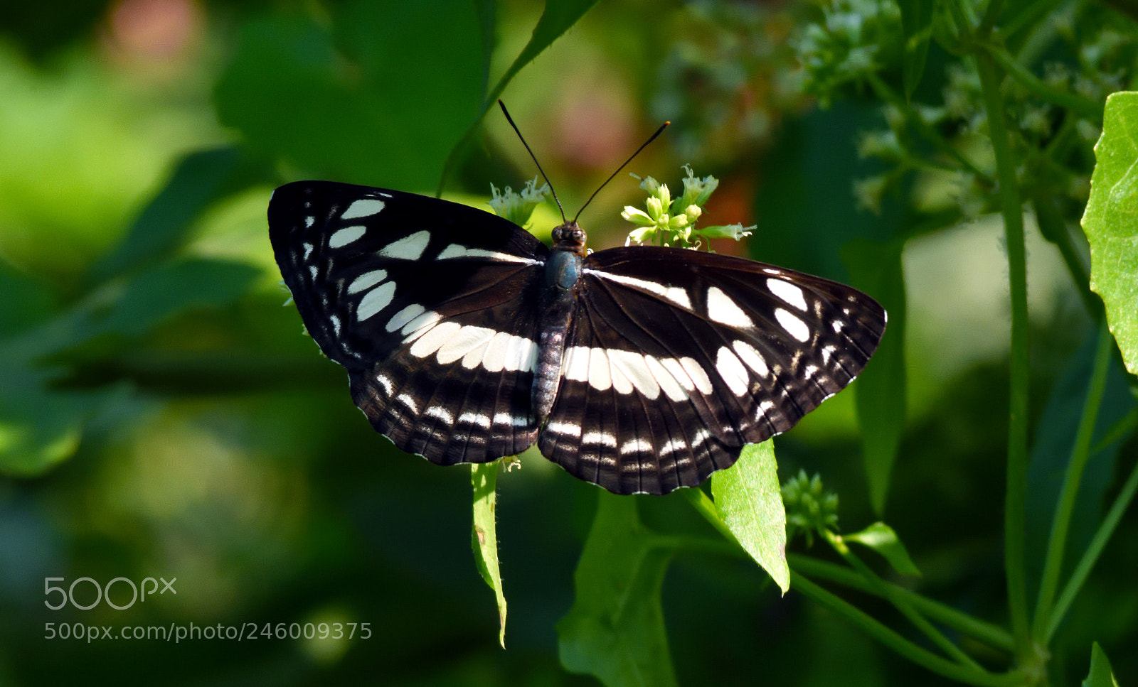 Nikon D7200 sample photo. Chestnut streaked sailer photography