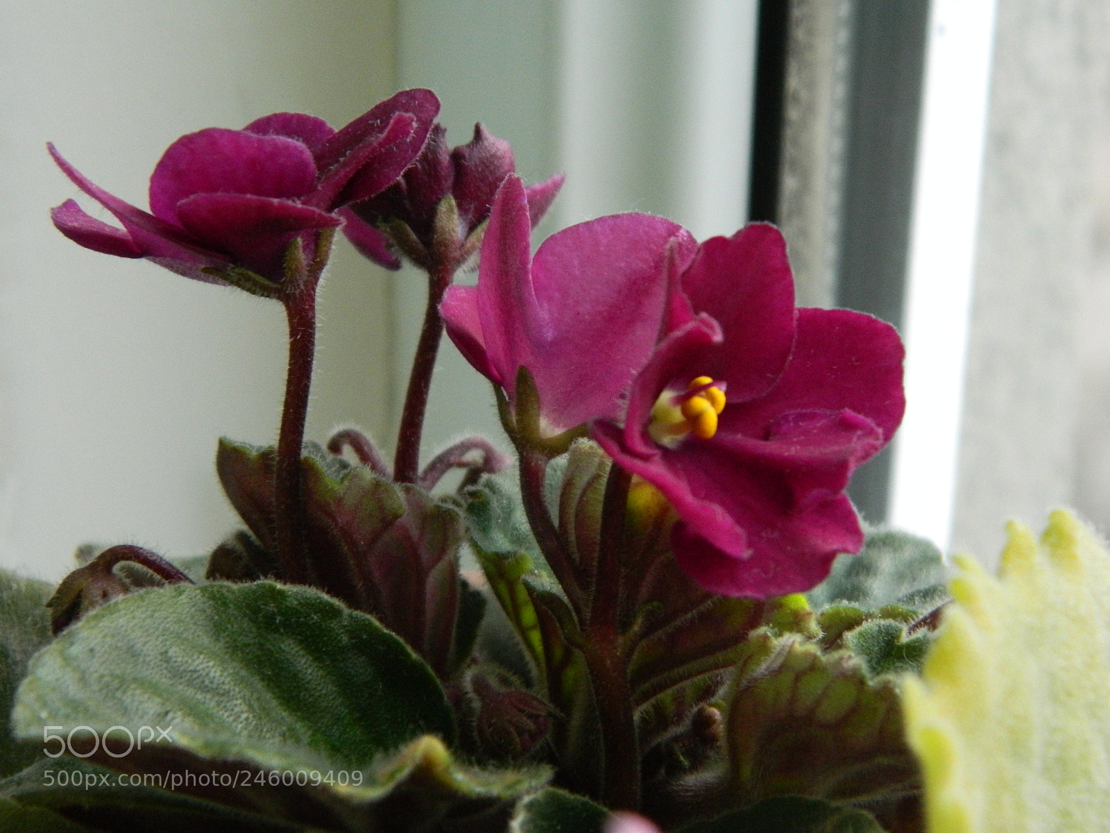 Nikon Coolpix L120 sample photo. Violet photography