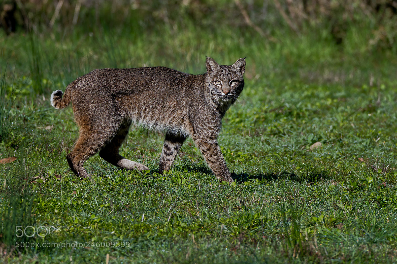 Nikon D850 sample photo. Mr bobcat photography