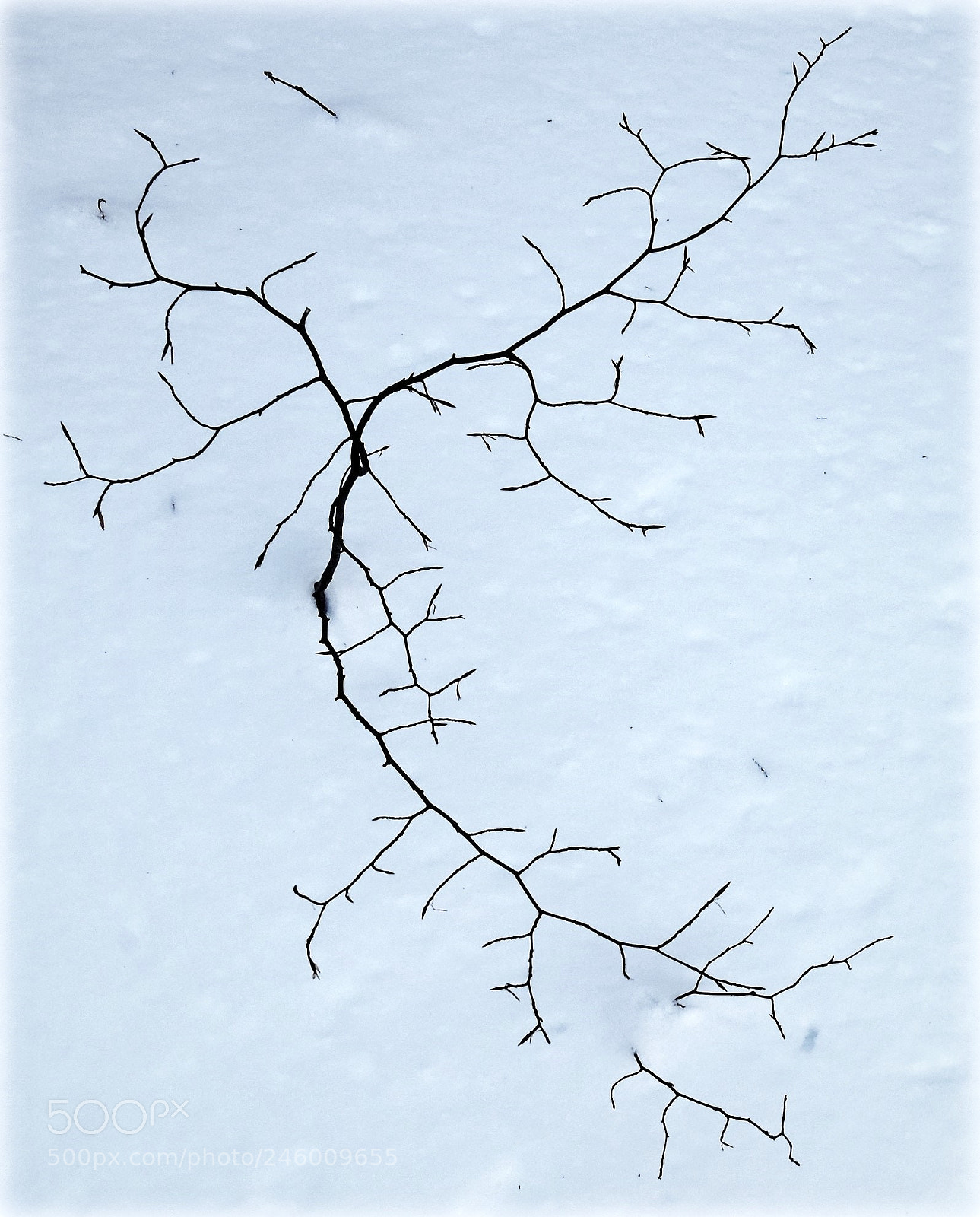 Nikon D810 sample photo. "till spring" photography