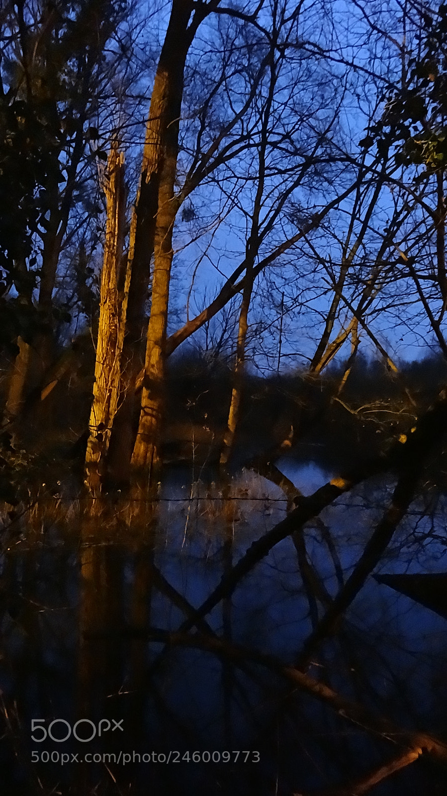 Sony Cyber-shot DSC-HX20V sample photo. Wetland photography