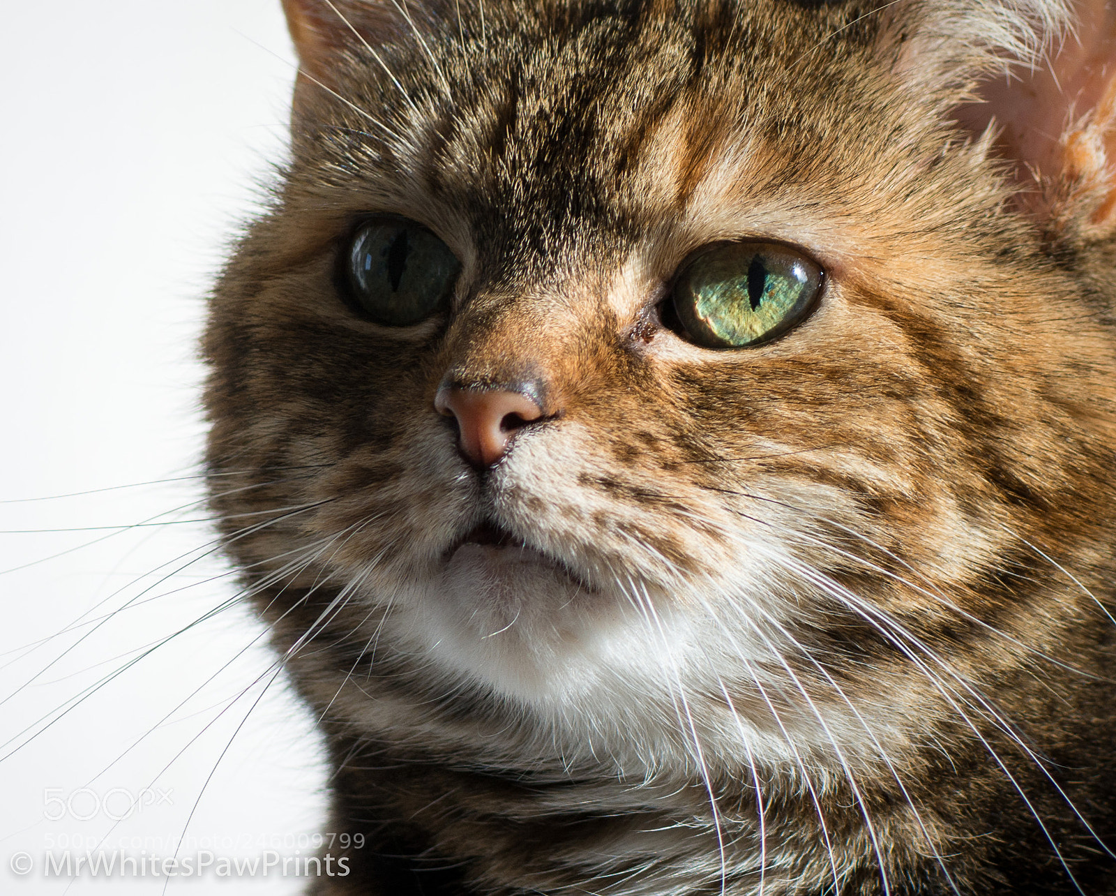 Nikon D7100 sample photo. Pretty parsley photography