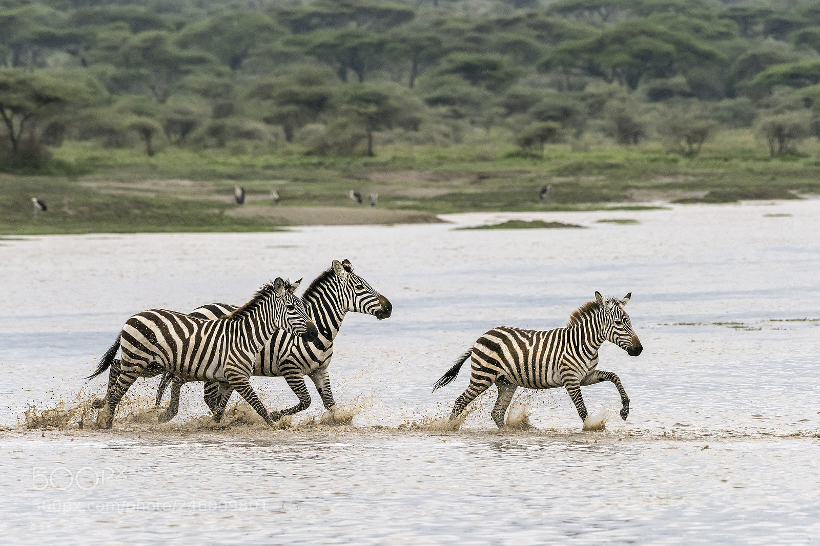 Nikon D810 sample photo. River crossing photography