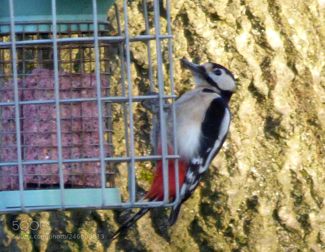 Panasonic DMC-FZ72 sample photo. Great spotted woodpecker photography