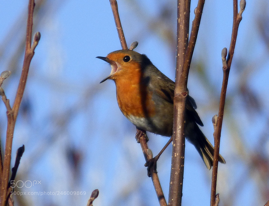 Panasonic DMC-FZ72 sample photo. Robin singing photography