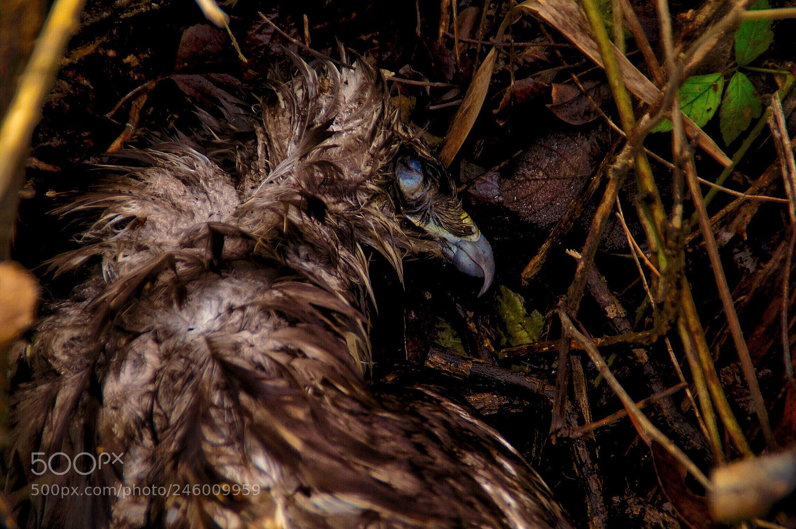 Sony SLT-A58 sample photo. Dead hawk  photography