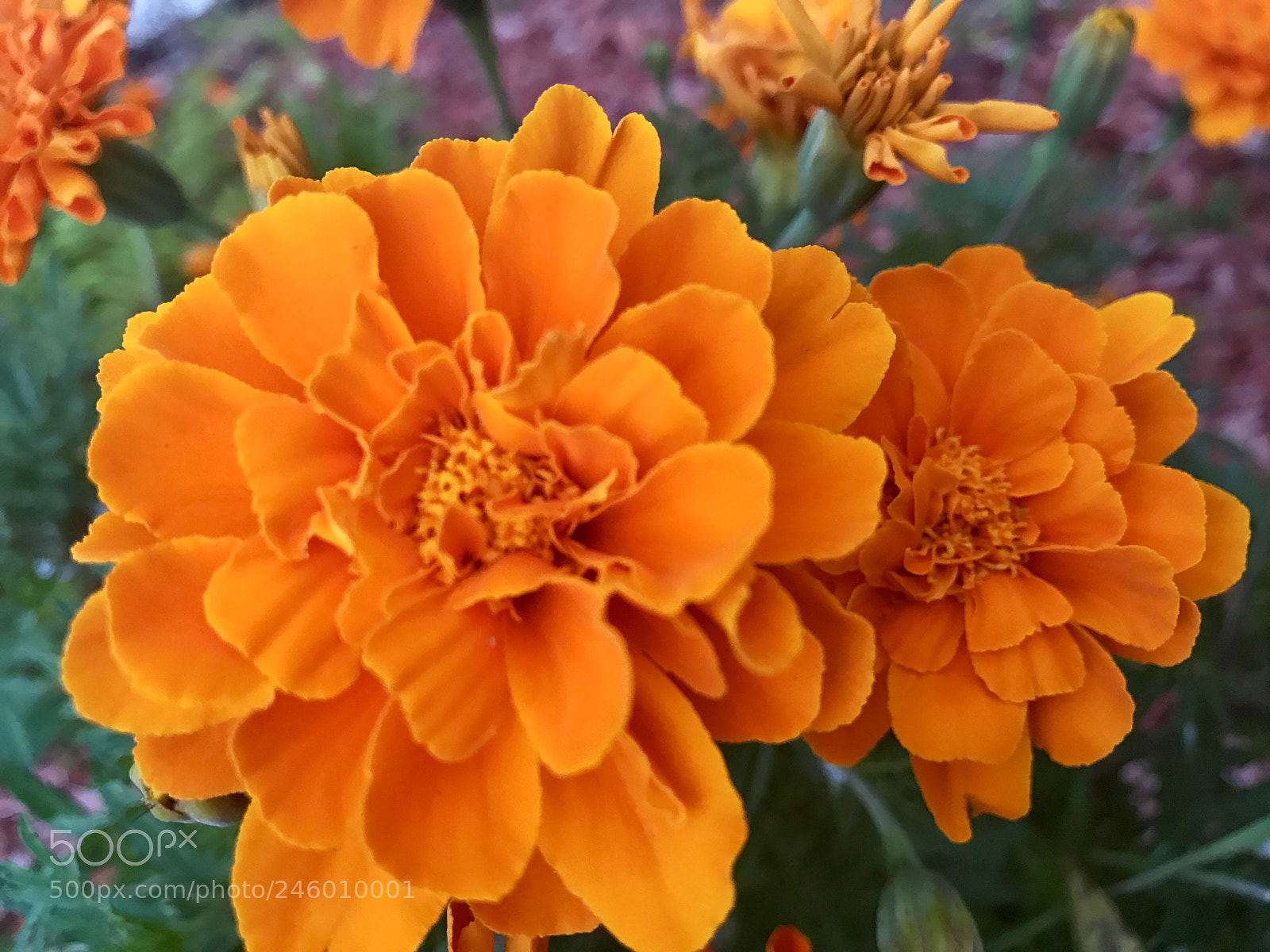 Apple iPhone 7 Plus sample photo. Orange photography