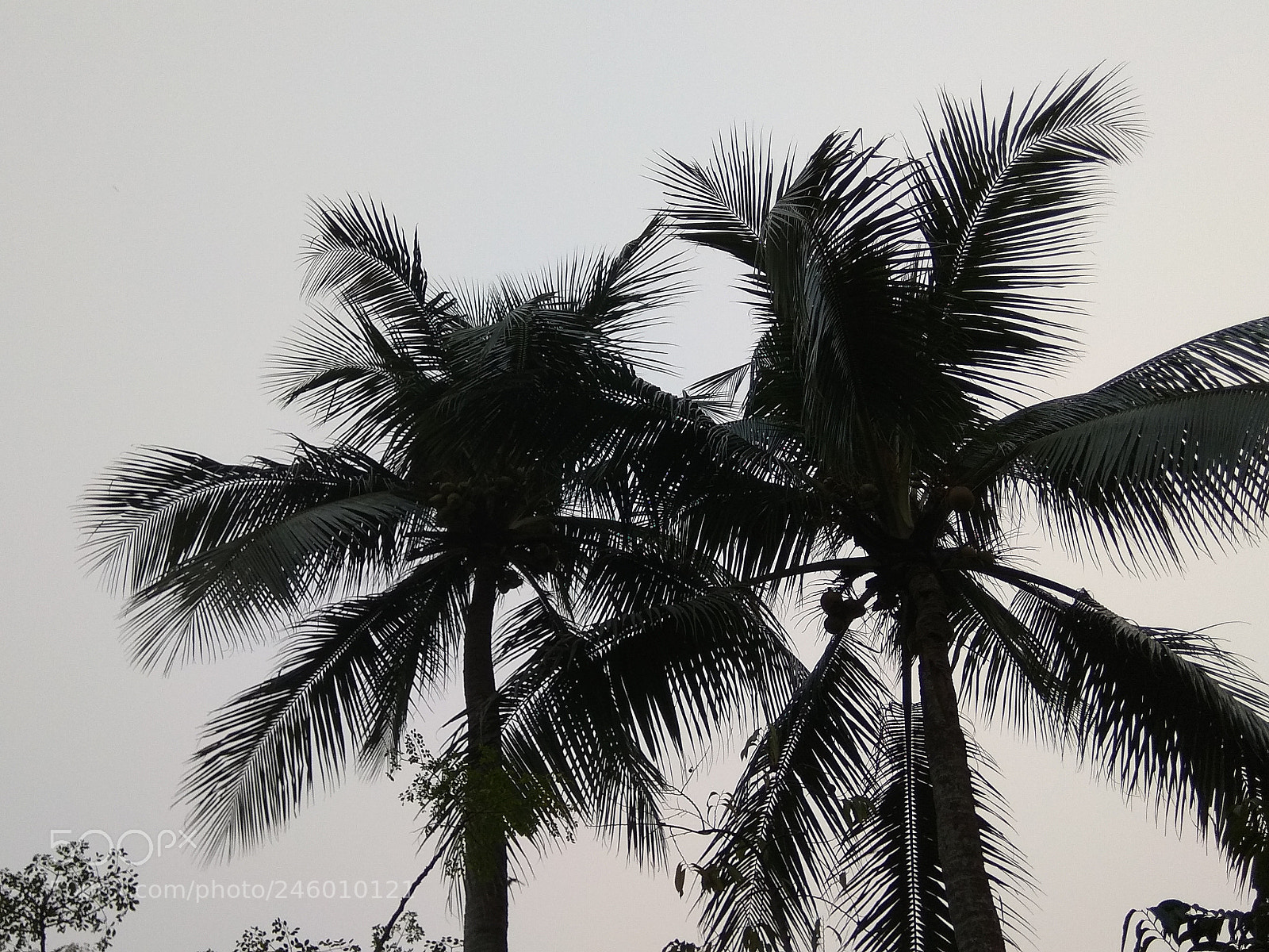 Xiaomi Redmi Note 4 sample photo. Forever alone. photography