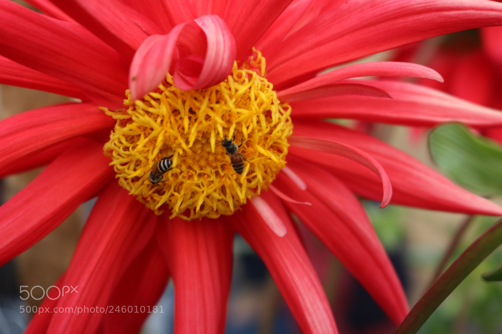 Canon EOS 750D (EOS Rebel T6i / EOS Kiss X8i) sample photo. Img photography