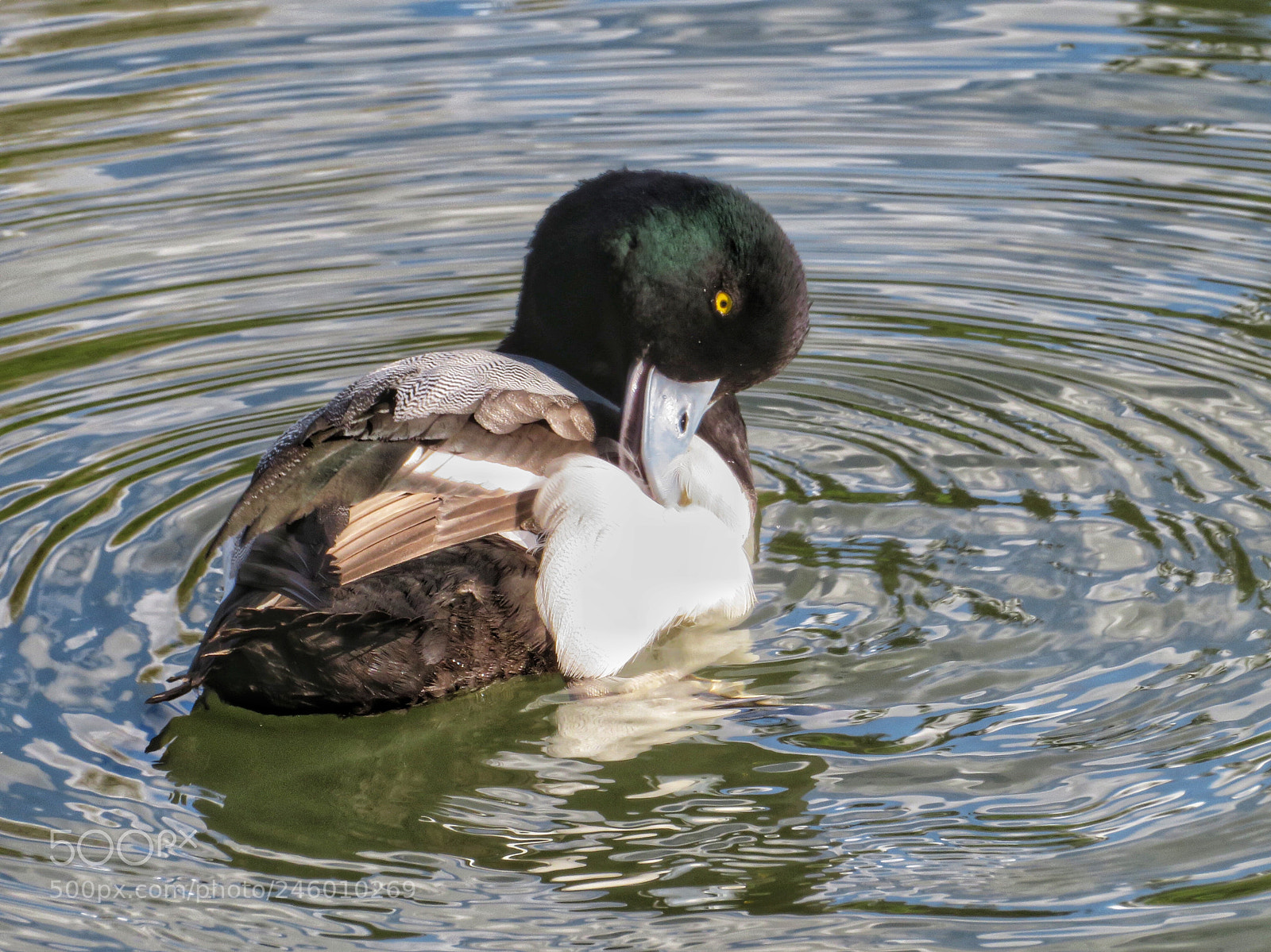 Canon PowerShot SX720 HS sample photo. Preening scaup photography