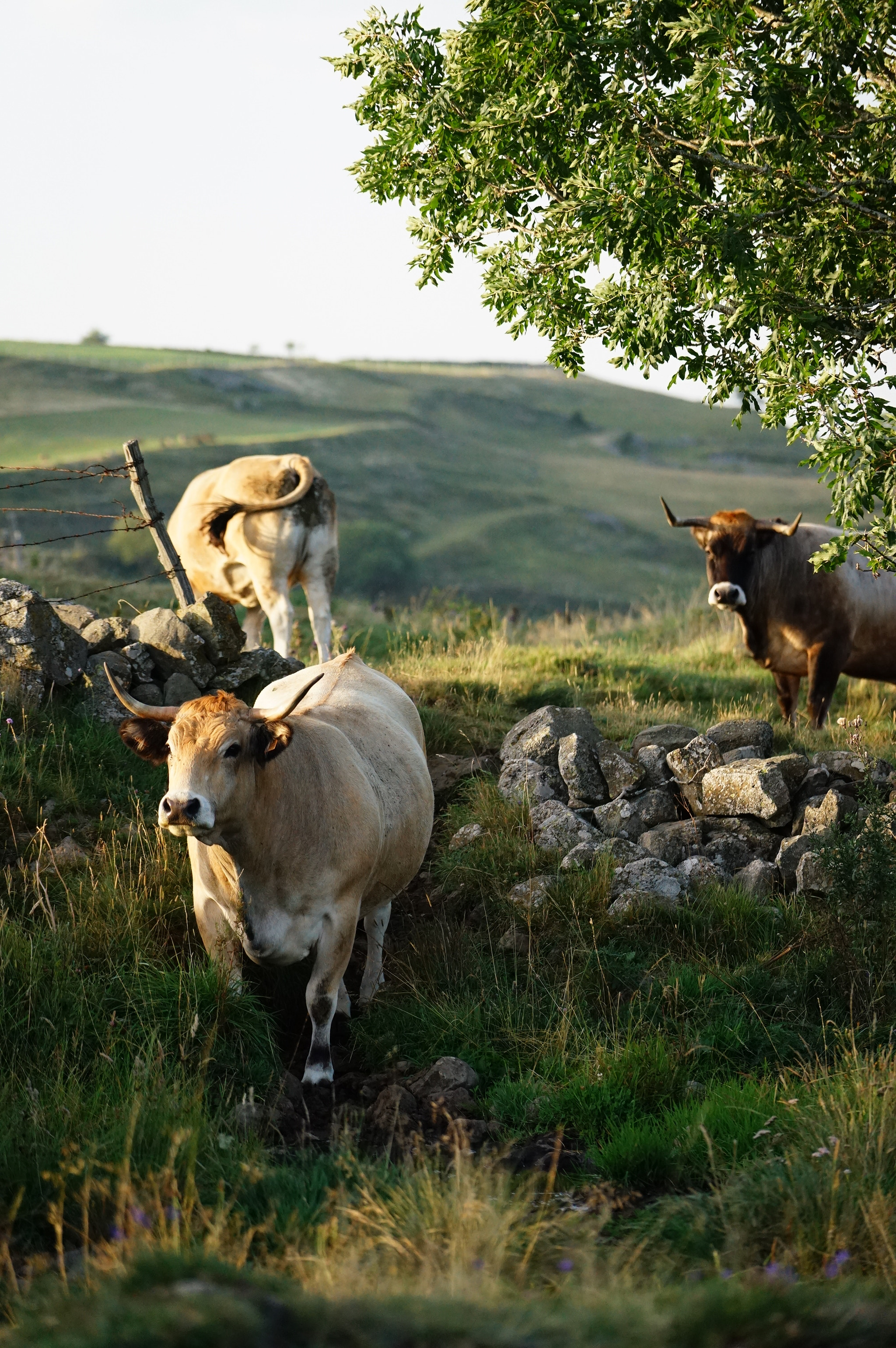 Sony FE 70-200mm F4 G OSS sample photo. Aubrac's cows photography