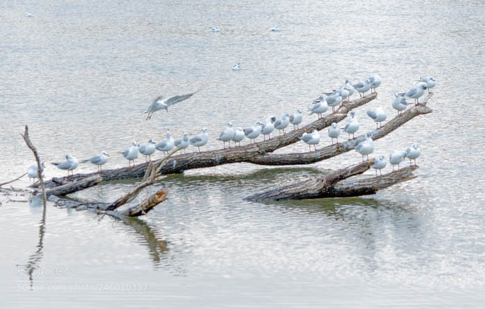 Nikon D7100 sample photo. Mouette... photography