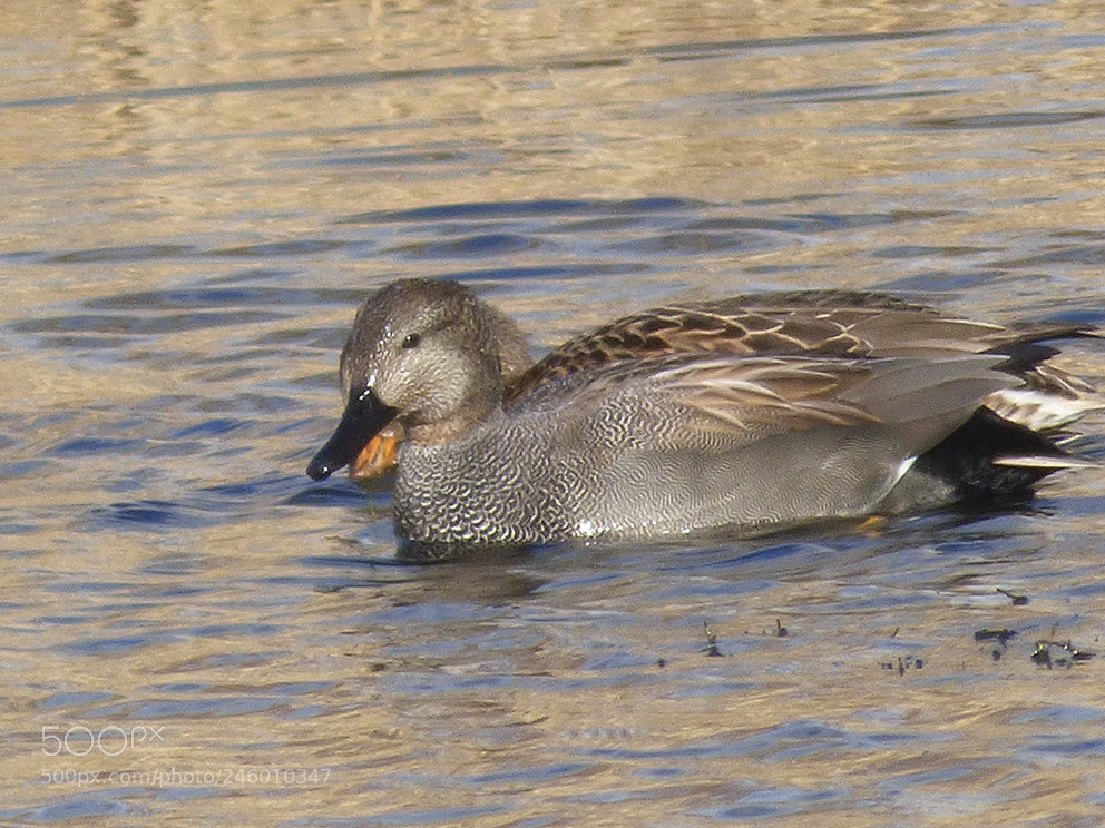 Panasonic DMC-FZ72 sample photo. Gadwall photography