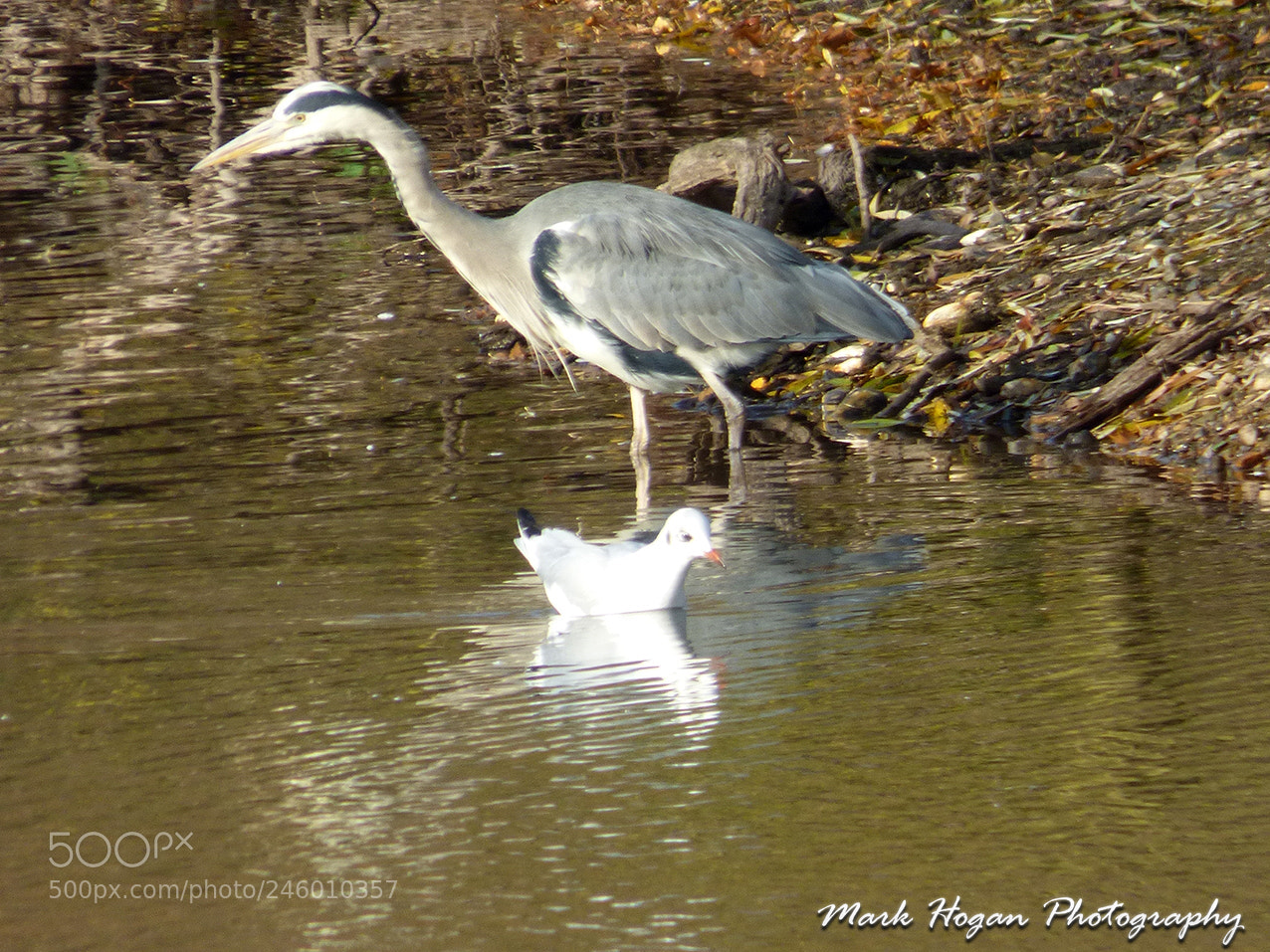Panasonic DMC-FZ72 sample photo. Grey heron 1 photography