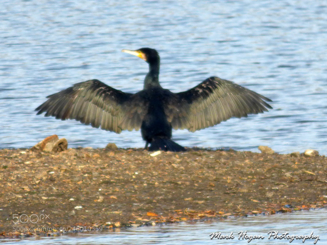 Panasonic DMC-FZ72 sample photo. Cormorant photography