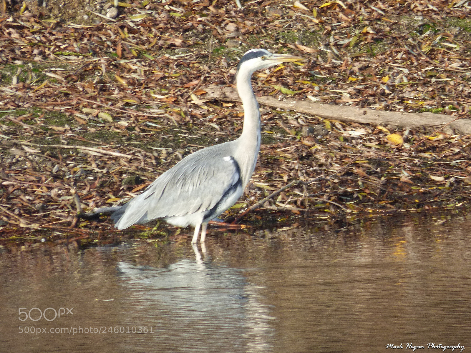 Panasonic DMC-FZ72 sample photo. Grey heron 2 photography