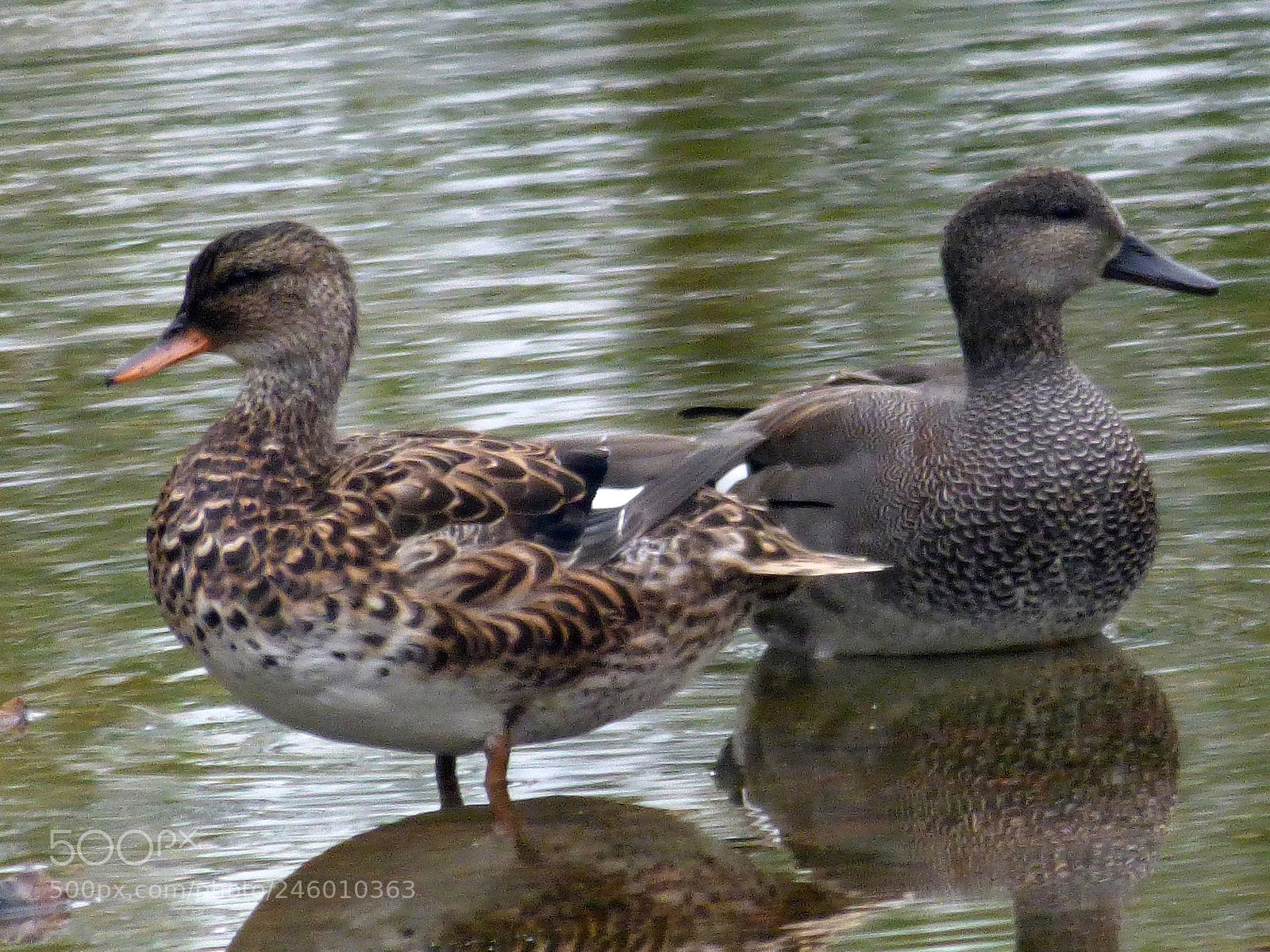 Panasonic DMC-FZ72 sample photo. Gadwall photography