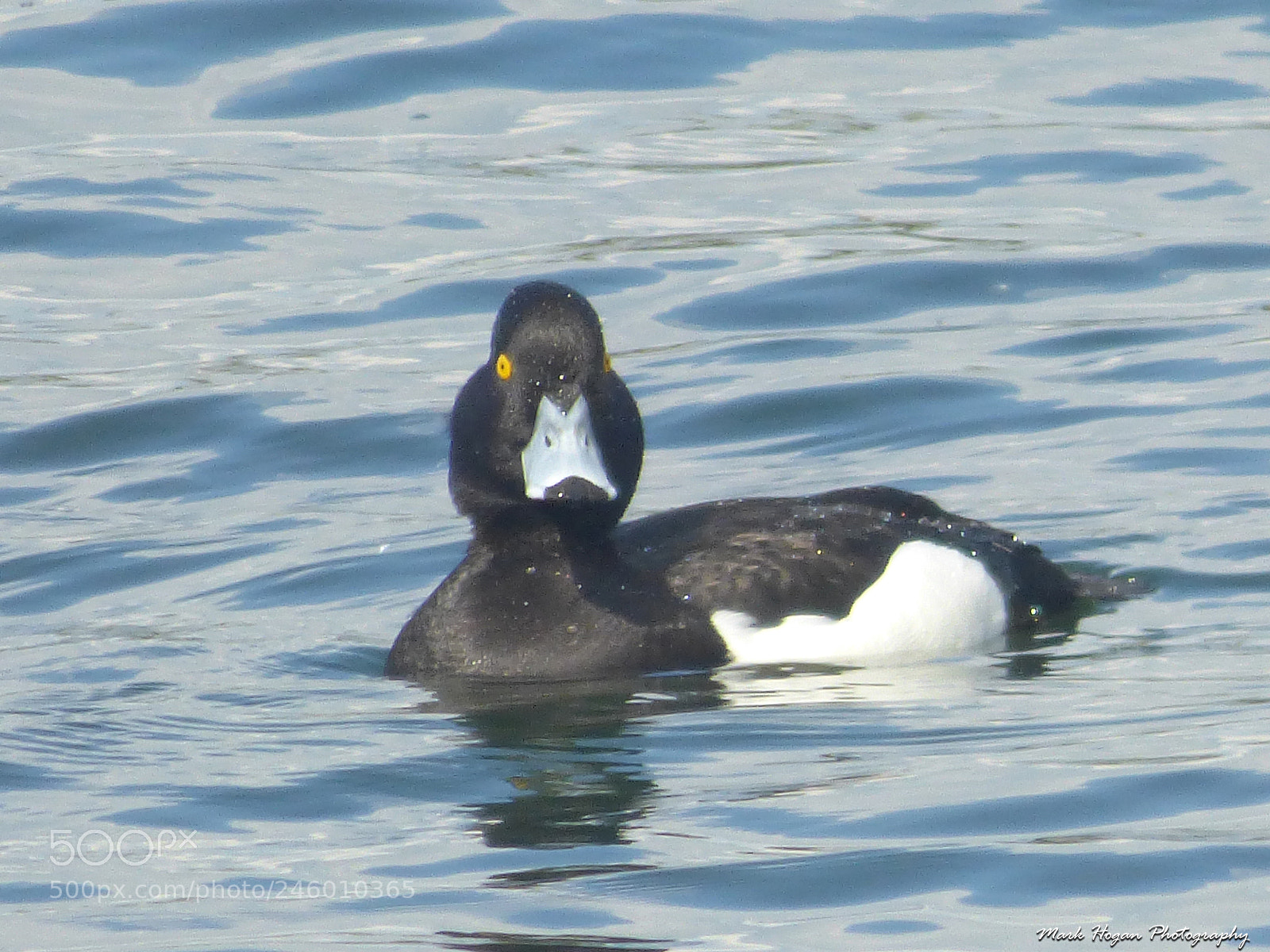 Panasonic DMC-FZ72 sample photo. Tufted duck photography
