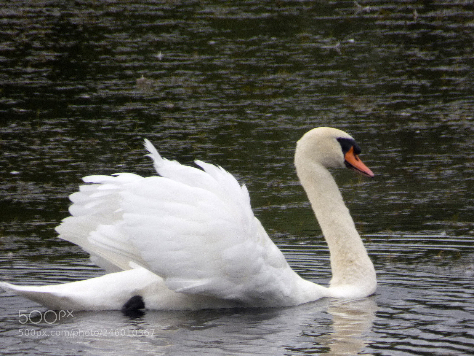 Panasonic DMC-FZ72 sample photo. Swan photography