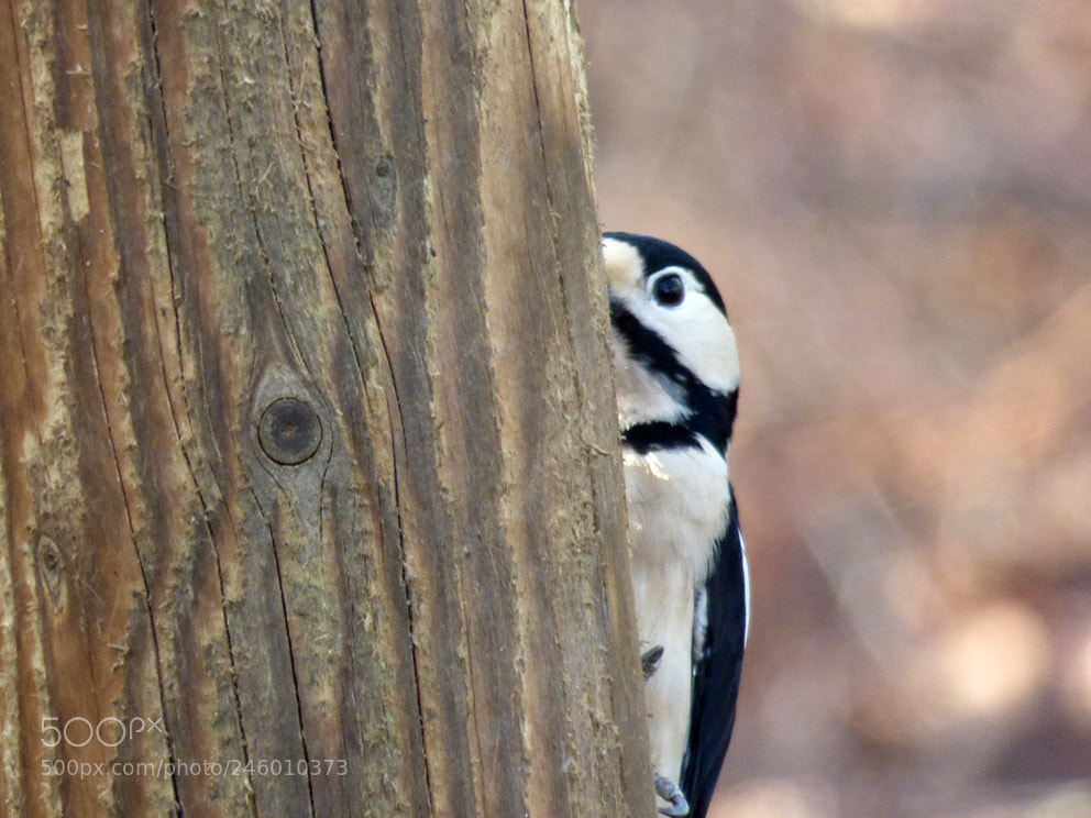 Panasonic DMC-FZ72 sample photo. Woodpecker photography