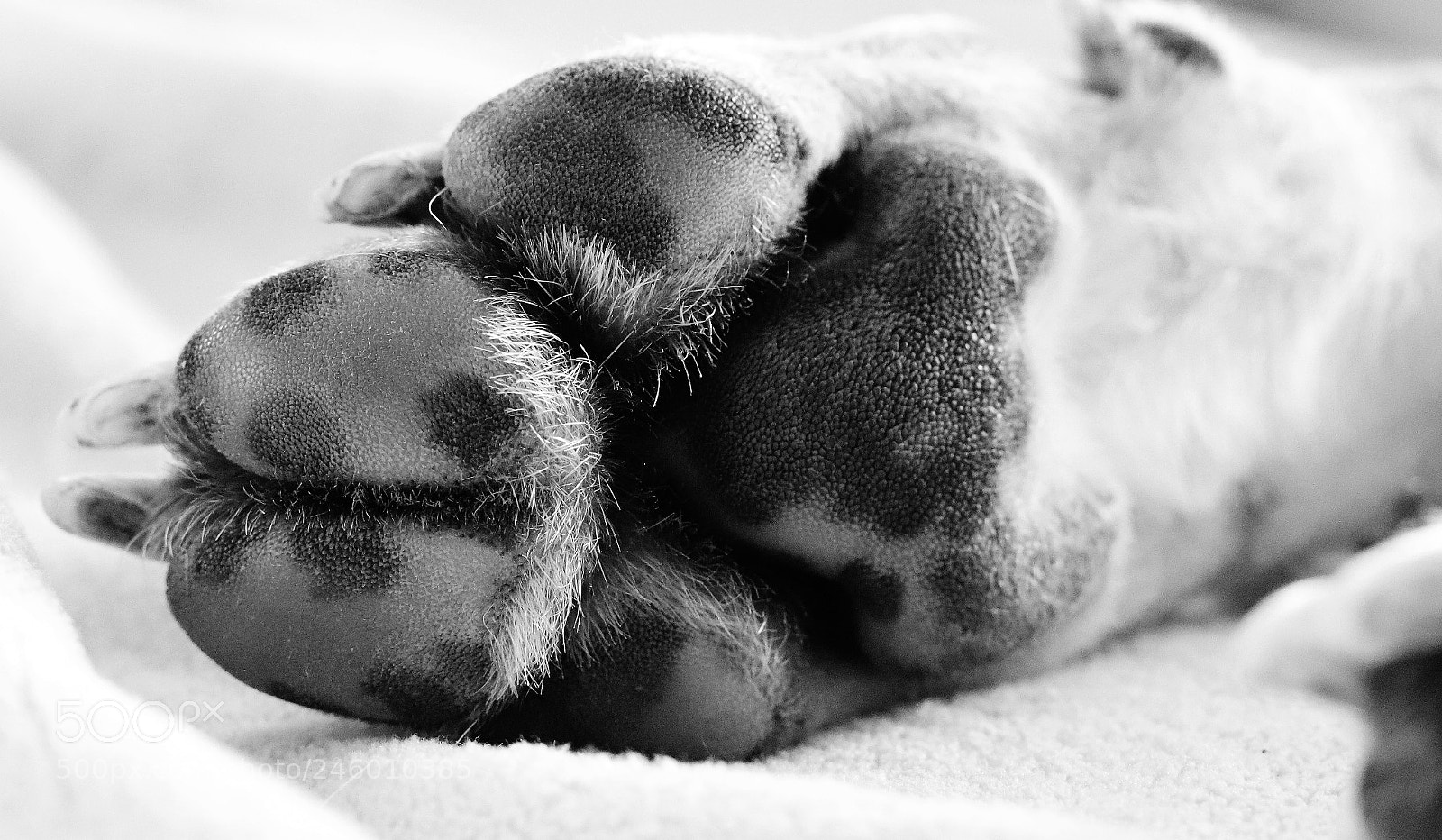 Canon EOS 77D (EOS 9000D / EOS 770D) + Canon EF 50mm F1.8 STM sample photo. Dog paw photography