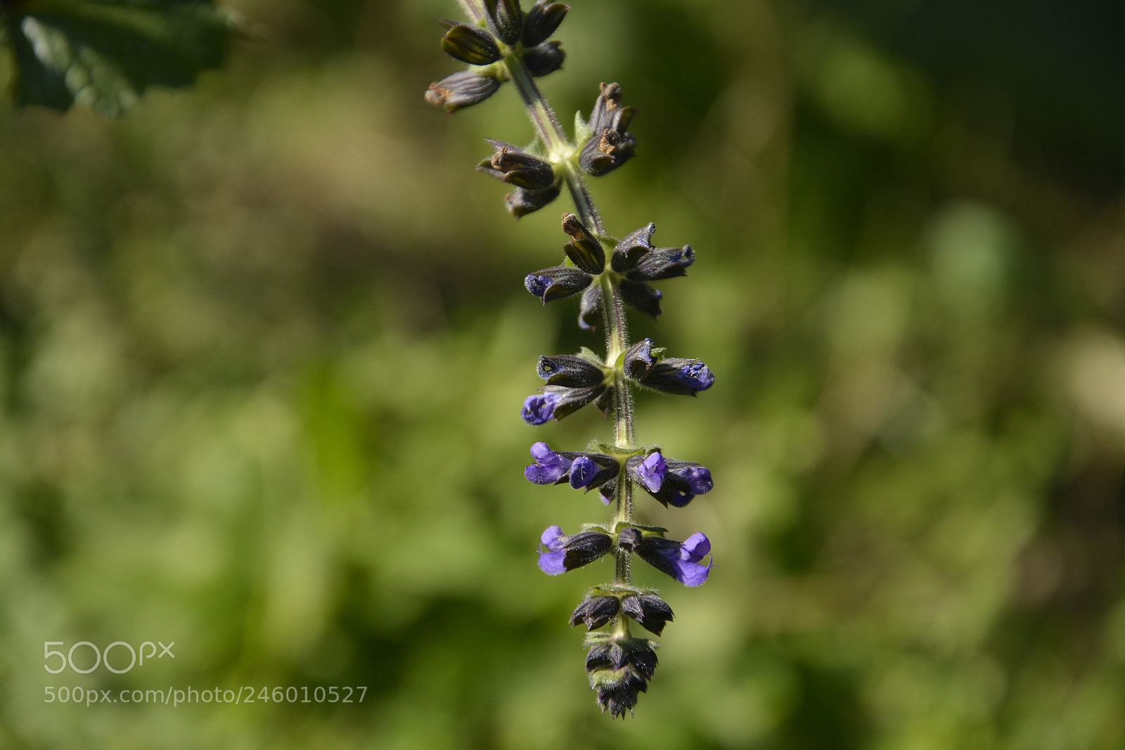 Nikon D5200 sample photo. Untitled photography