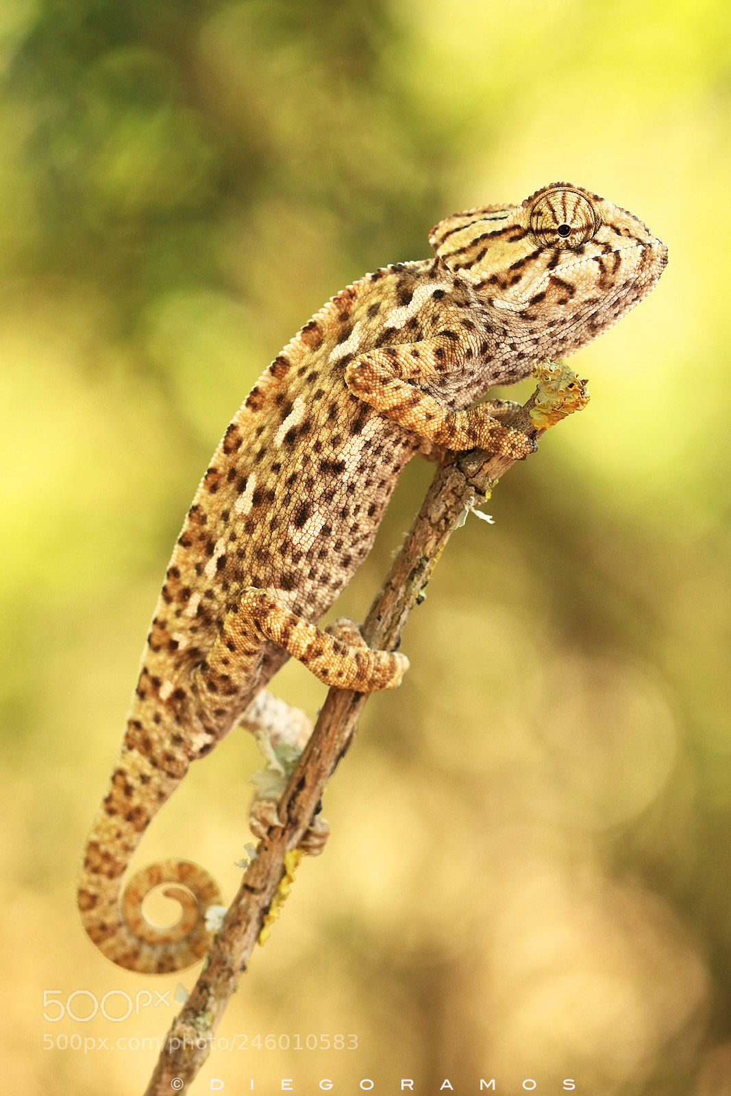 Canon EOS 7D Mark II sample photo. Iberian chameleon photography