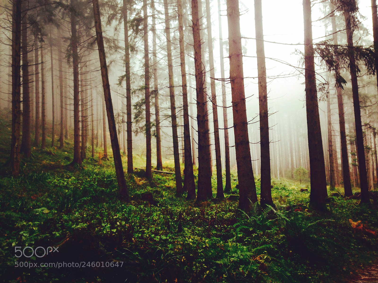 Apple iPhone 5 sample photo. #forest#austria photography