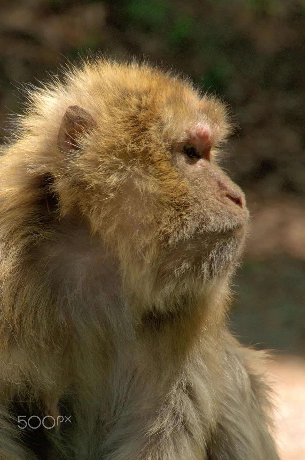 Nikon D300 sample photo. Barbarian macacque photography