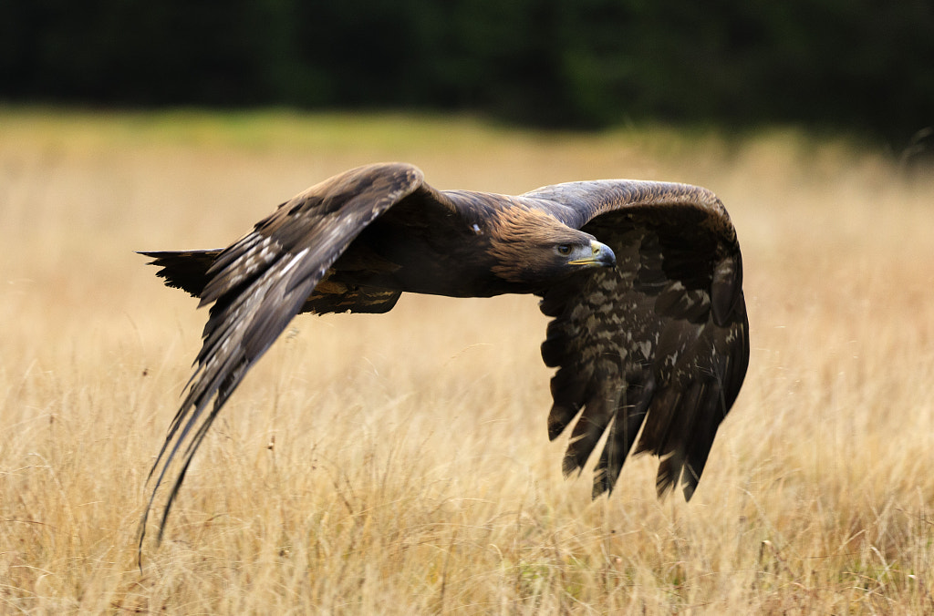 Golden Eagle predators - 10 Types Of Eagles Predators That Hunt Without Remorse