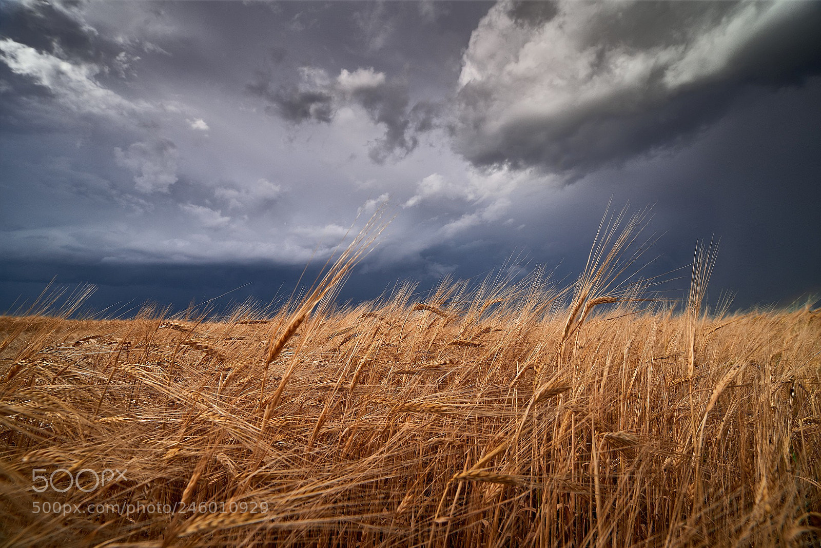 Pentax K-1 sample photo. The field under thunderstorm photography