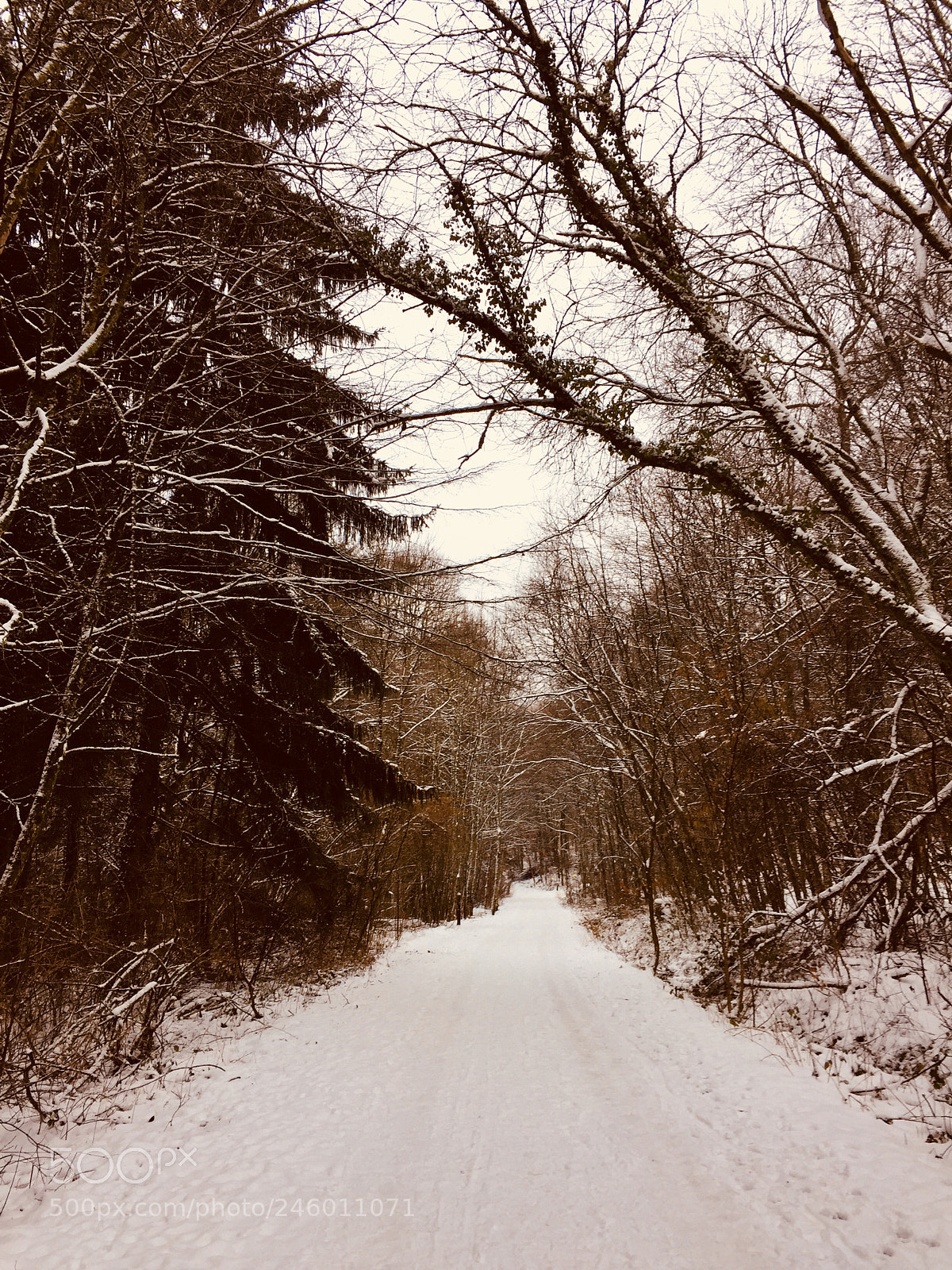 Apple iPhone 6 sample photo. Sunday morning walk photography