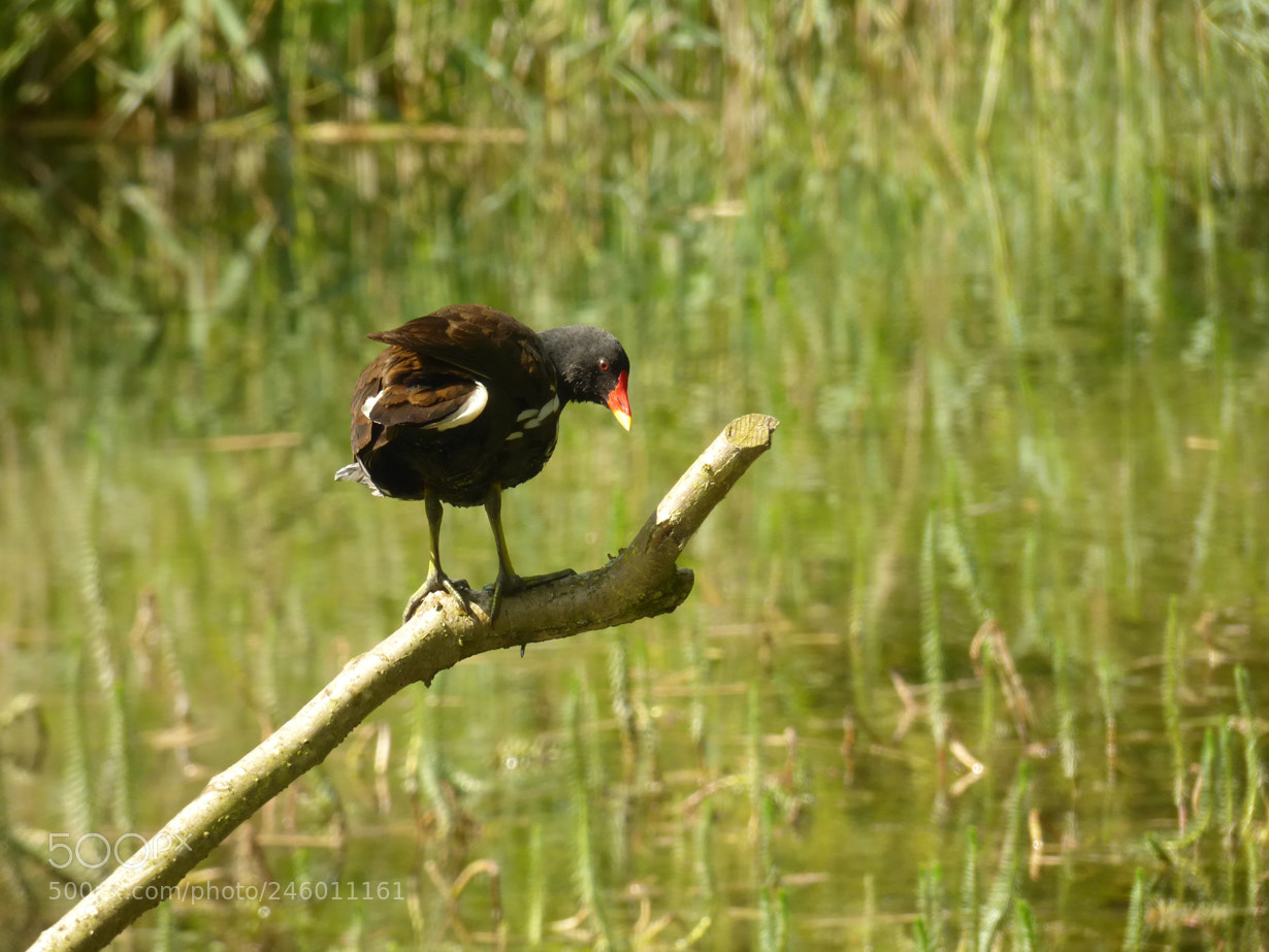 Panasonic DMC-FZ72 sample photo. Moorhen photography