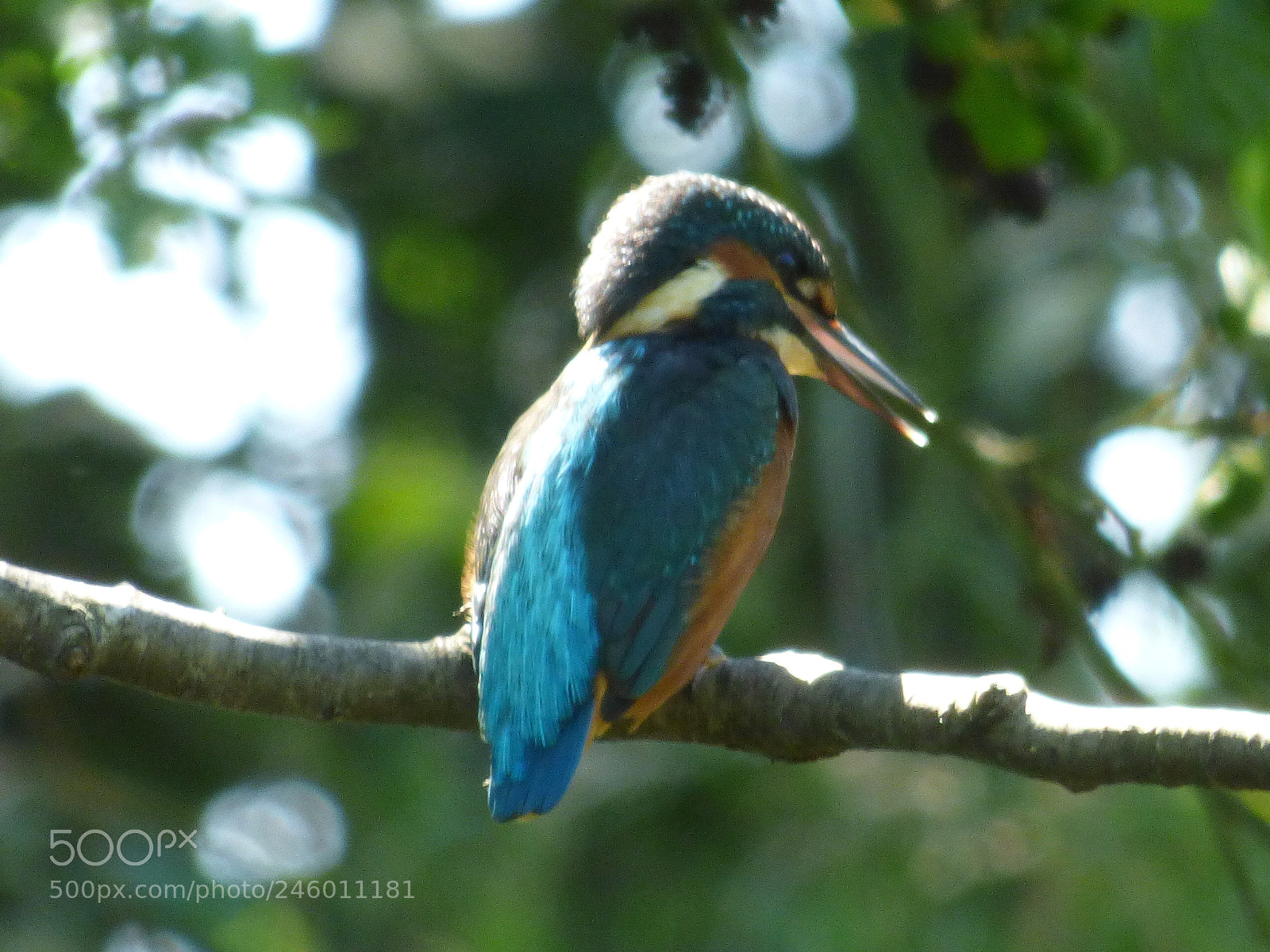 Panasonic DMC-FZ72 sample photo. Kingfisher 3 photography